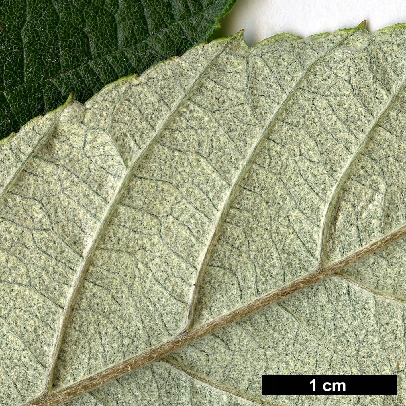 High resolution image: Family: Rosaceae - Genus: Sorbus - Taxon: ambrozyana