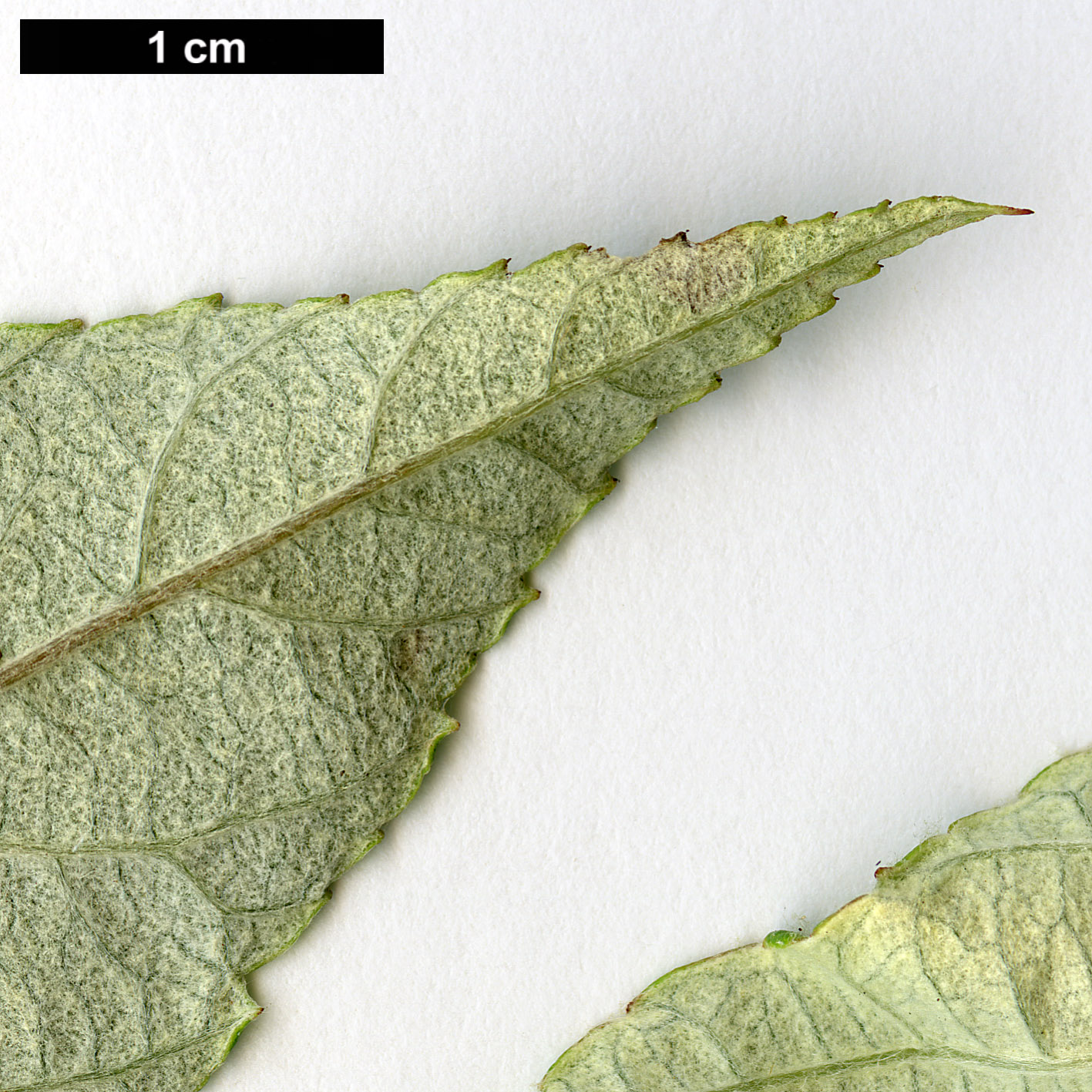 High resolution image: Family: Rosaceae - Genus: Sorbus - Taxon: ambrozyana