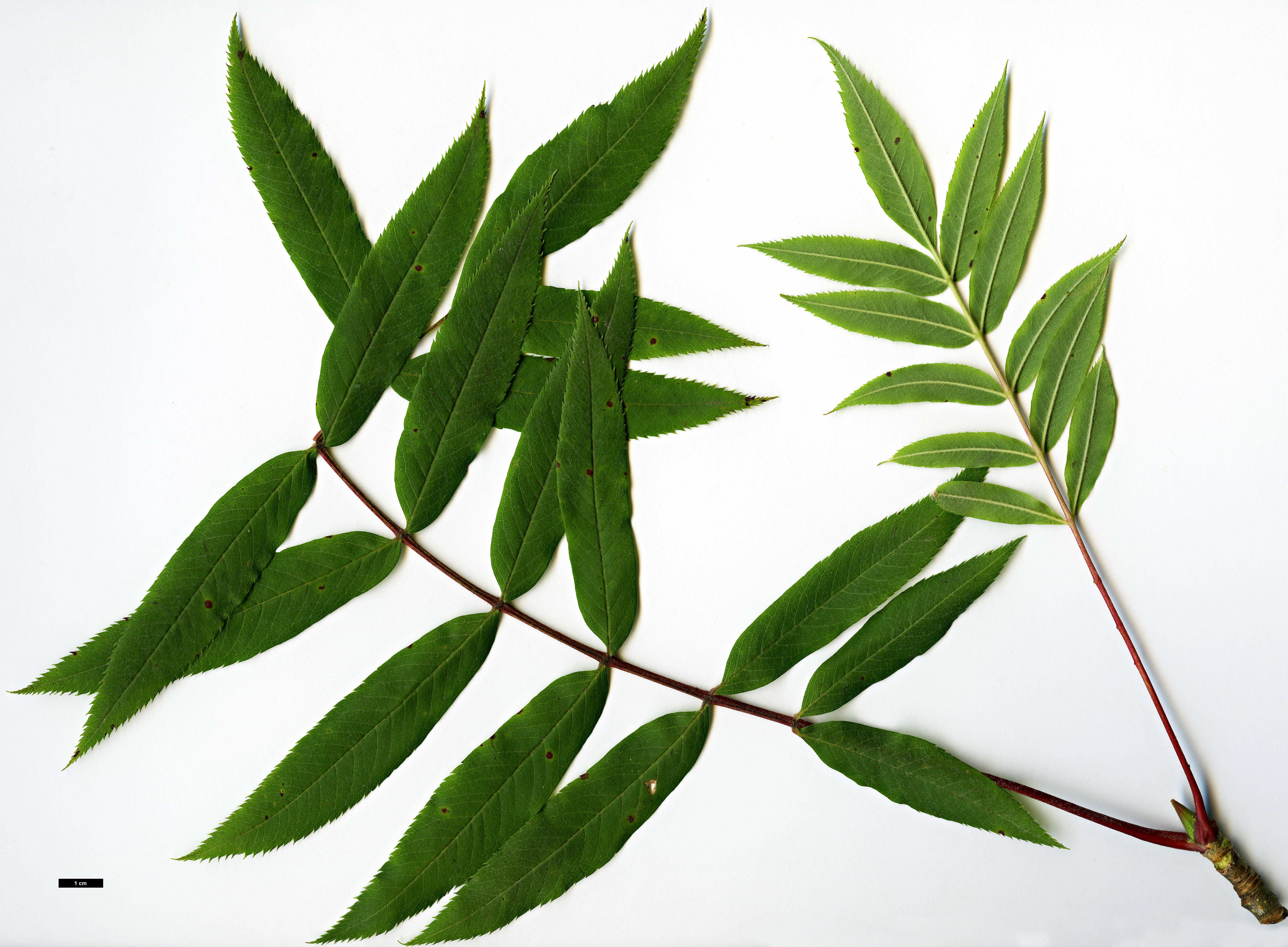 High resolution image: Family: Rosaceae - Genus: Sorbus - Taxon: americana High resolution image: Family: Rosaceae - Genus: Sorbus - Taxon: americana