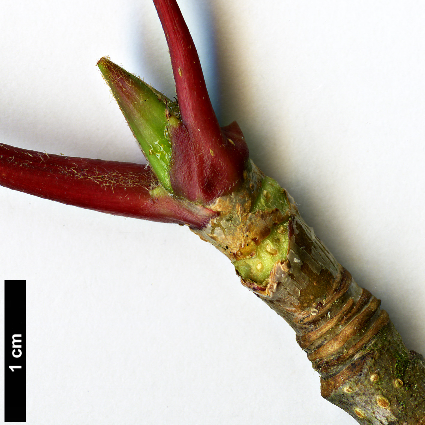 High resolution image: Family: Rosaceae - Genus: Sorbus - Taxon: americana High resolution image: Family: Rosaceae - Genus: Sorbus - Taxon: americana