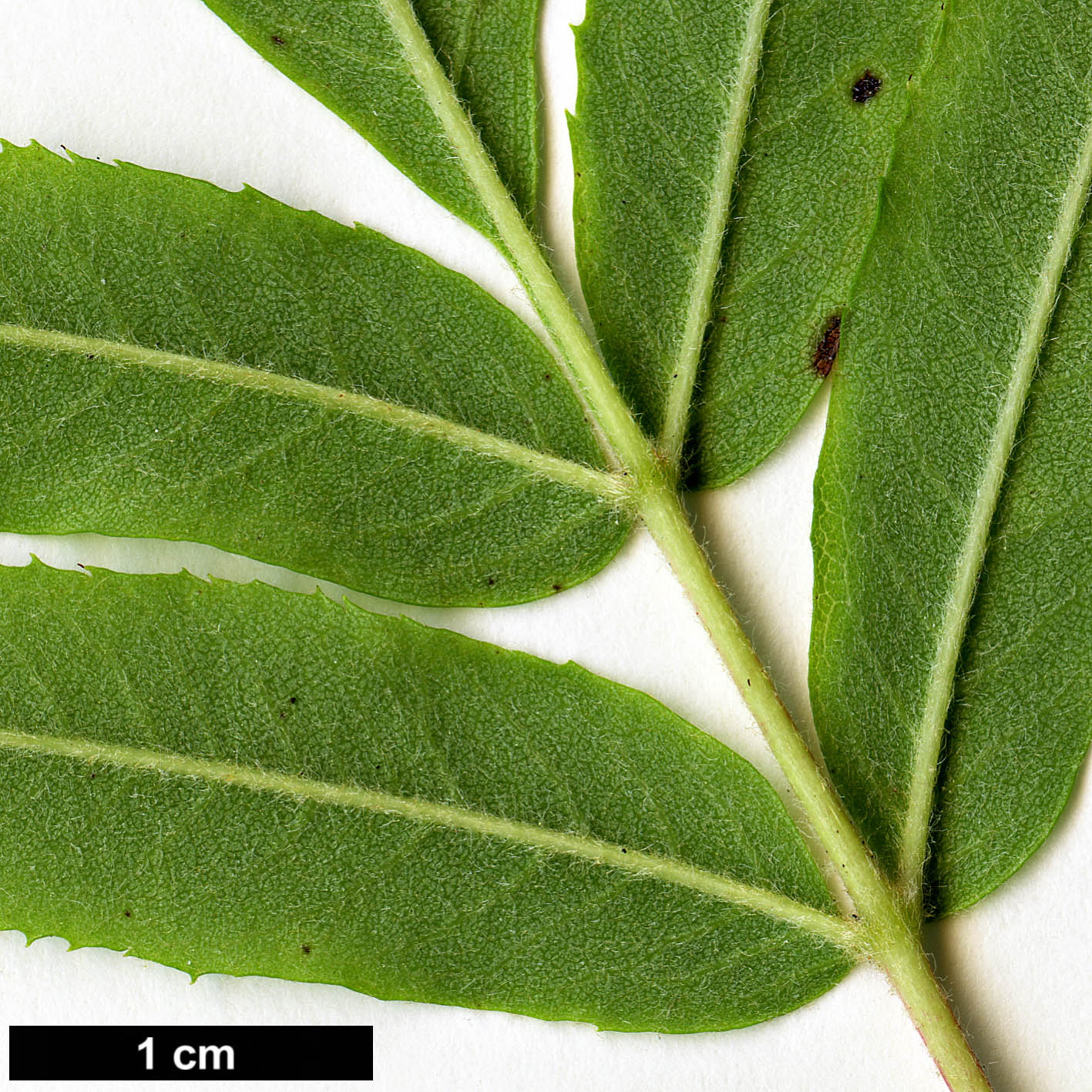 High resolution image: Family: Rosaceae - Genus: Sorbus - Taxon: americana High resolution image: Family: Rosaceae - Genus: Sorbus - Taxon: americana