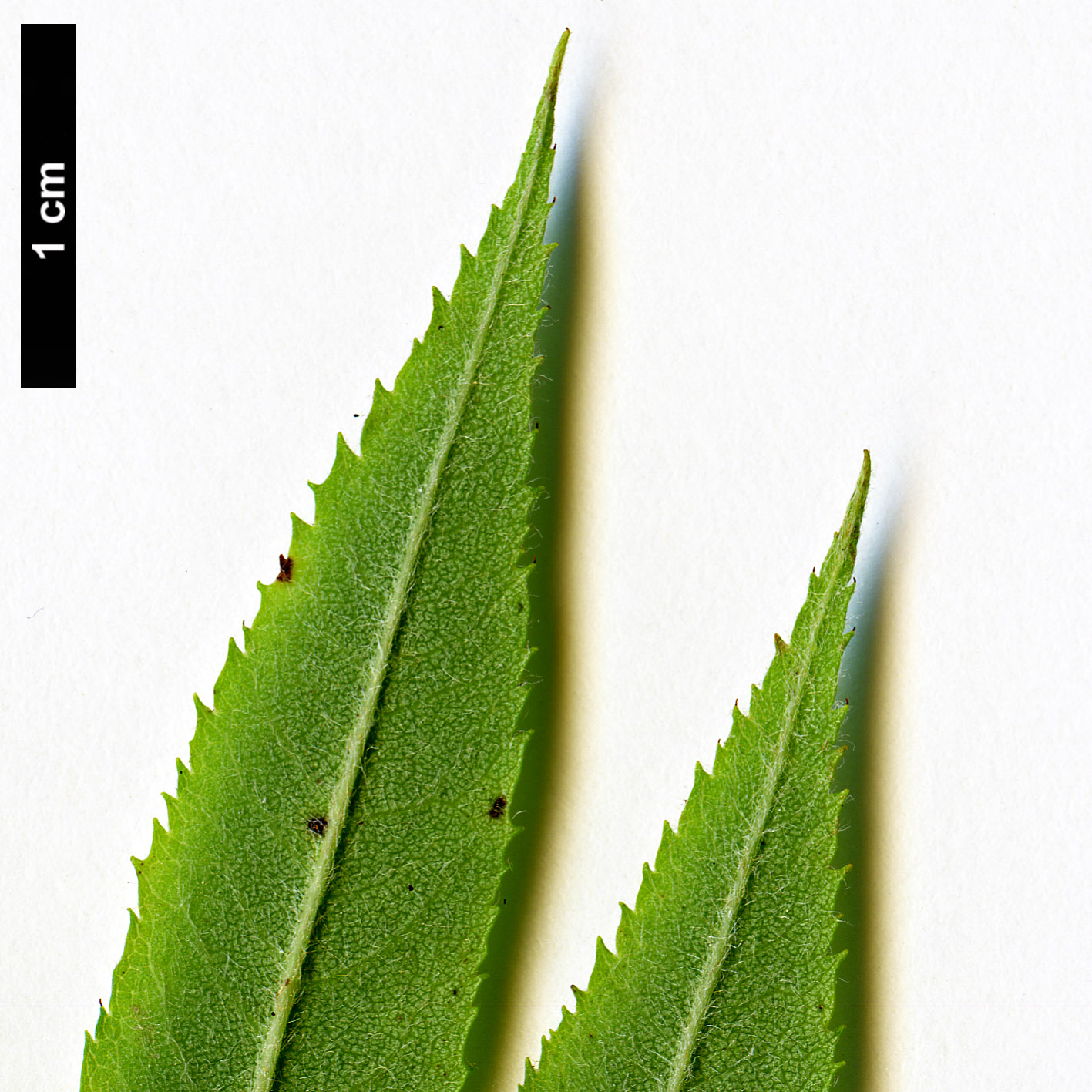 High resolution image: Family: Rosaceae - Genus: Sorbus - Taxon: americana High resolution image: Family: Rosaceae - Genus: Sorbus - Taxon: americana