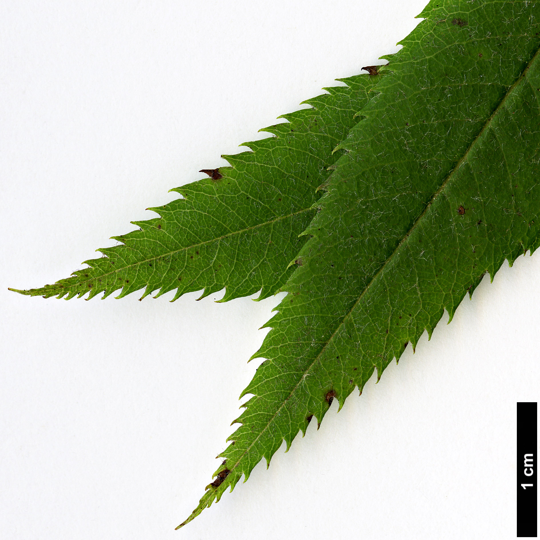 High resolution image: Family: Rosaceae - Genus: Sorbus - Taxon: americana High resolution image: Family: Rosaceae - Genus: Sorbus - Taxon: americana