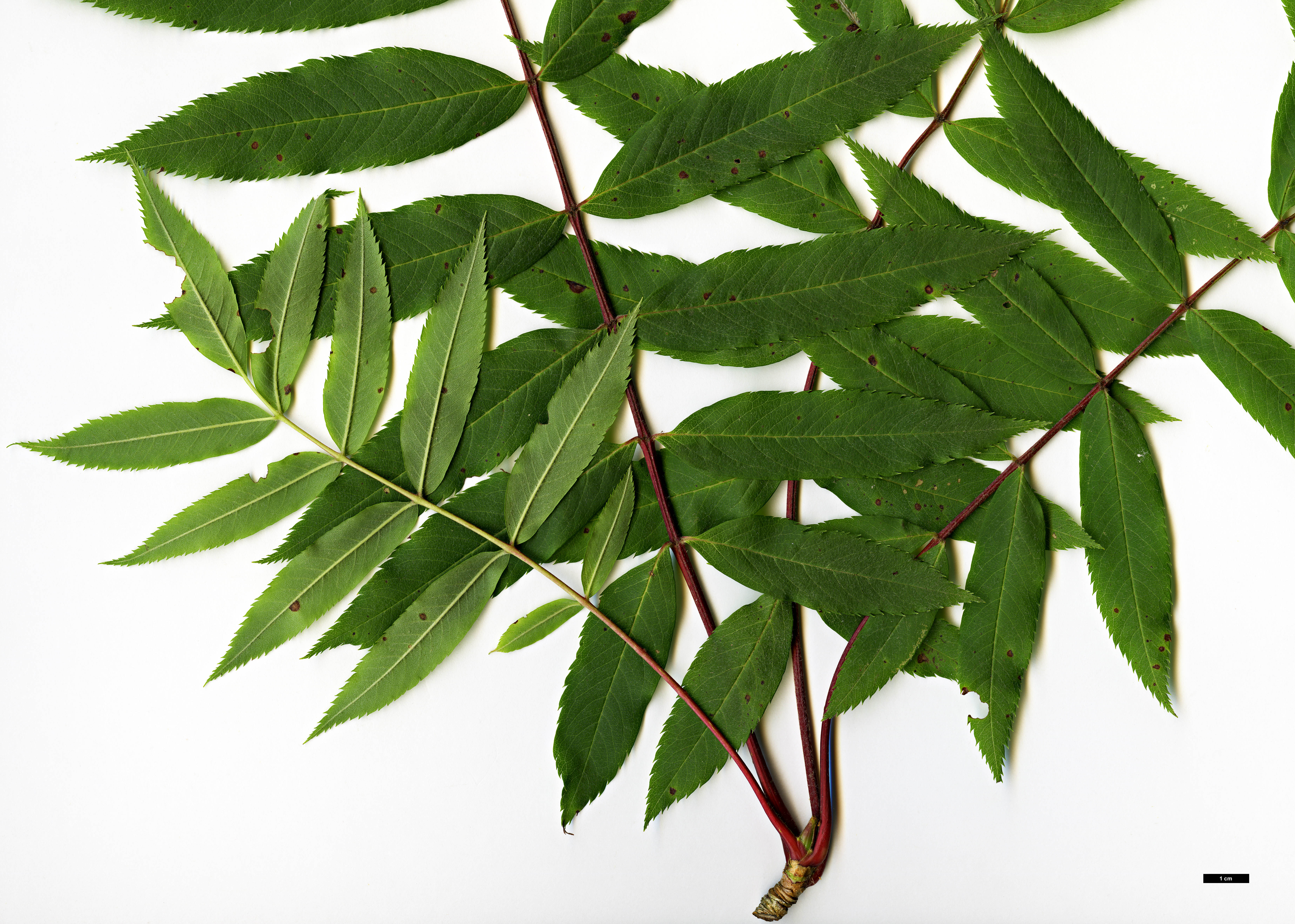 High resolution image: Family: Rosaceae - Genus: Sorbus - Taxon: americana High resolution image: Family: Rosaceae - Genus: Sorbus - Taxon: americana