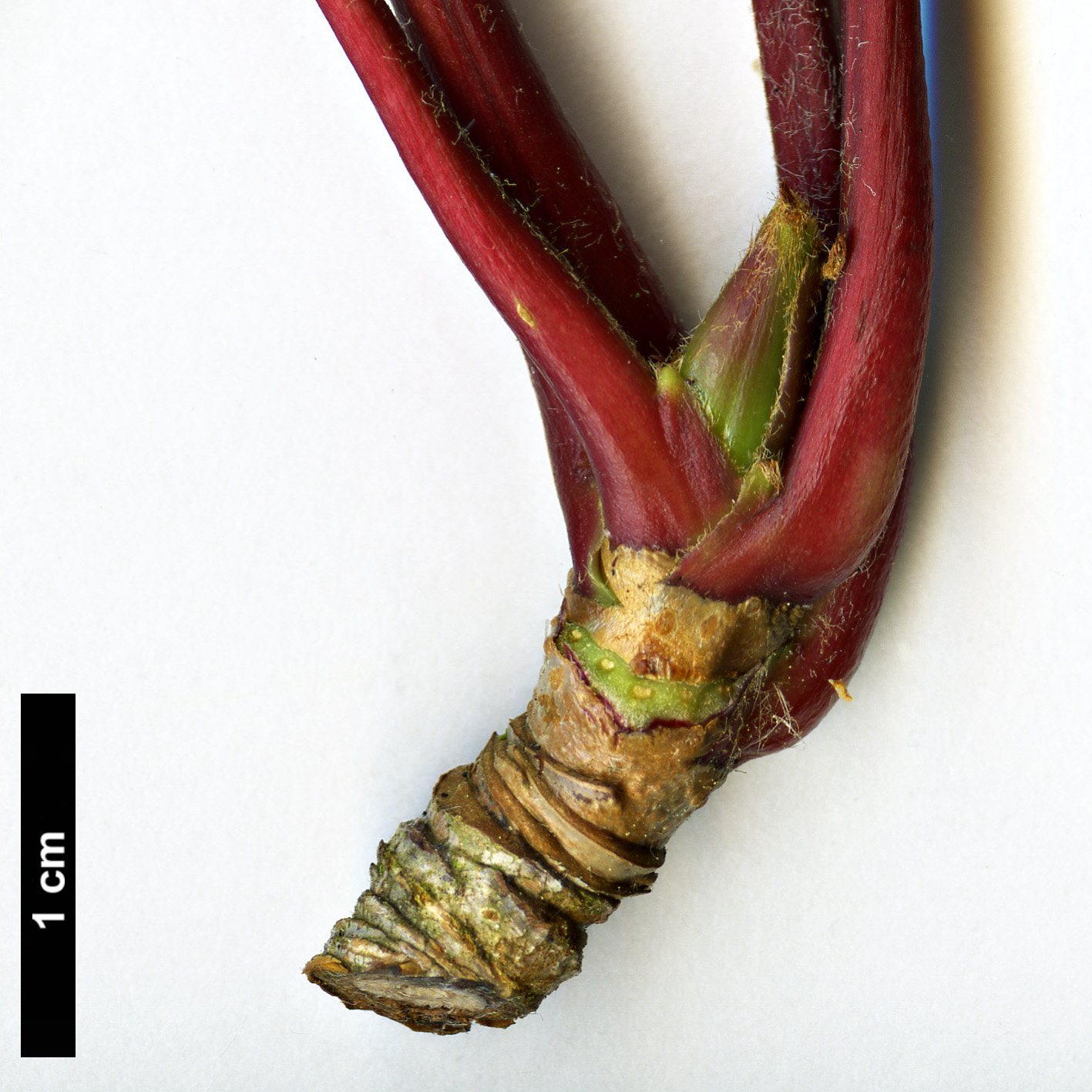 High resolution image: Family: Rosaceae - Genus: Sorbus - Taxon: americana High resolution image: Family: Rosaceae - Genus: Sorbus - Taxon: americana