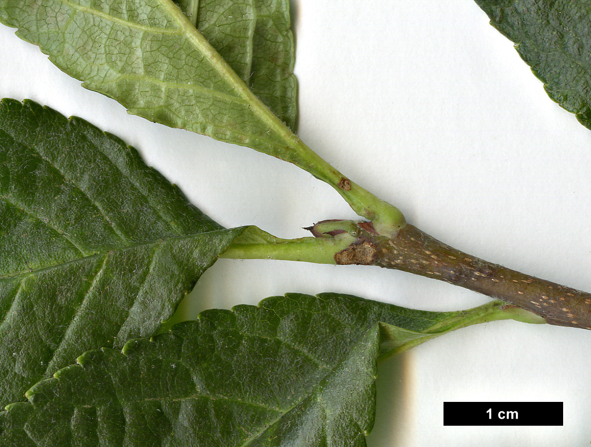 High resolution image: Family: Rosaceae - Genus: Sorbus - Taxon: aronioides