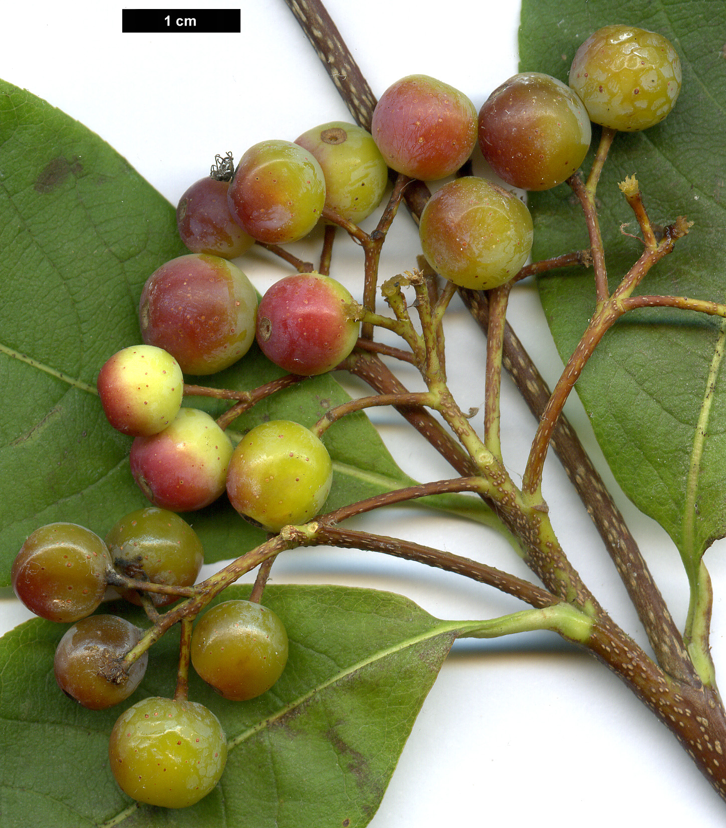 High resolution image: Family: Rosaceae - Genus: Sorbus - Taxon: aronioides