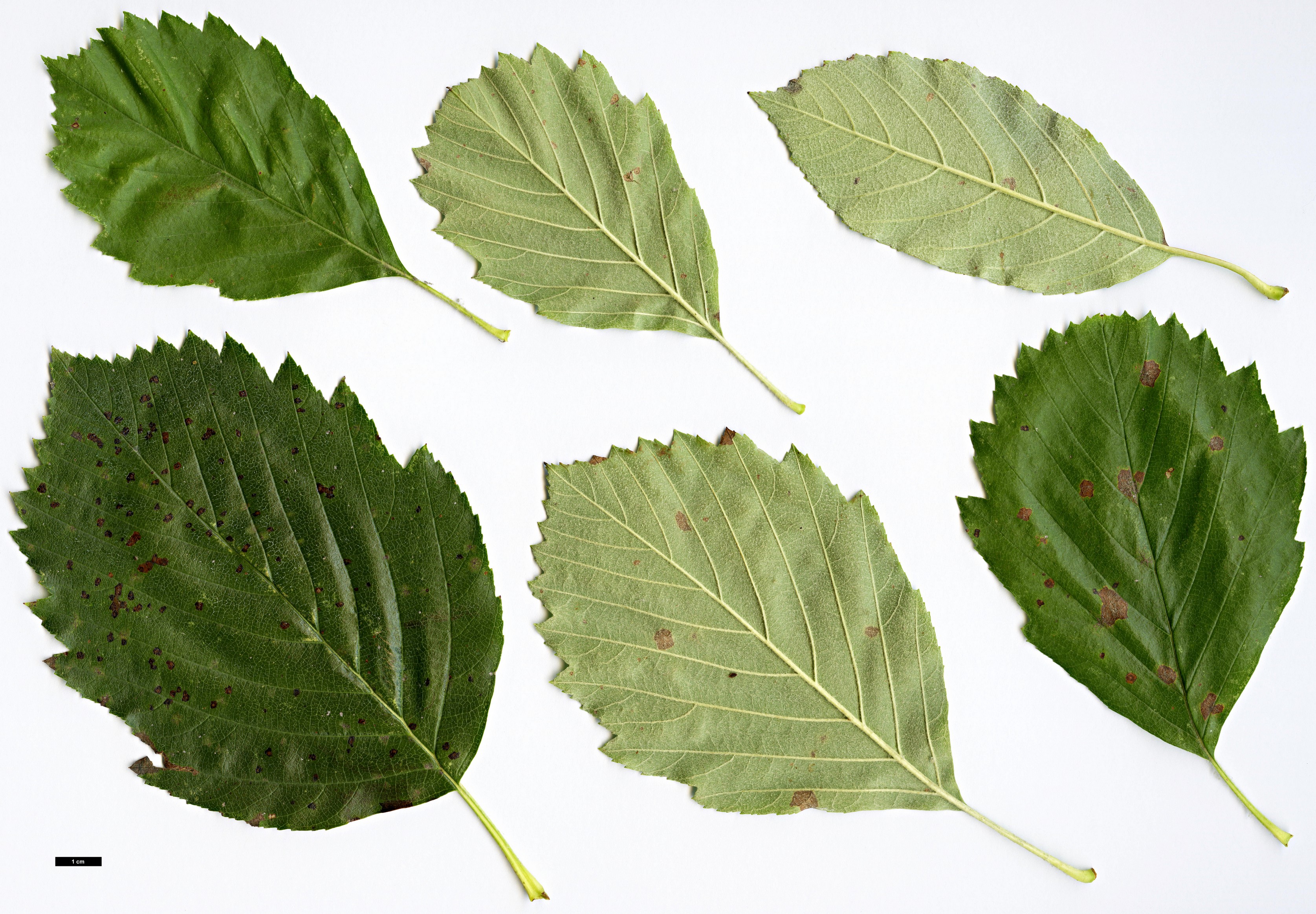 High resolution image: Family: Rosaceae - Genus: Sorbus - Taxon: badensis