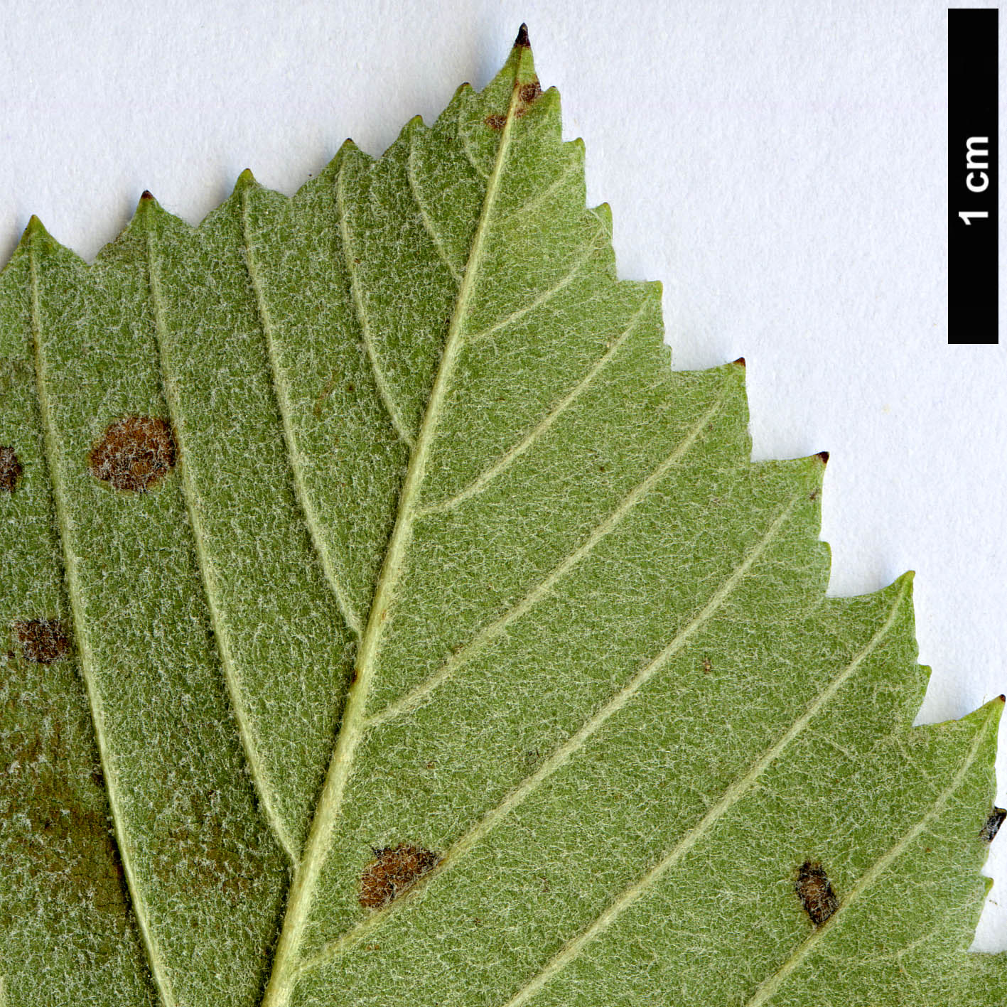 High resolution image: Family: Rosaceae - Genus: Sorbus - Taxon: badensis