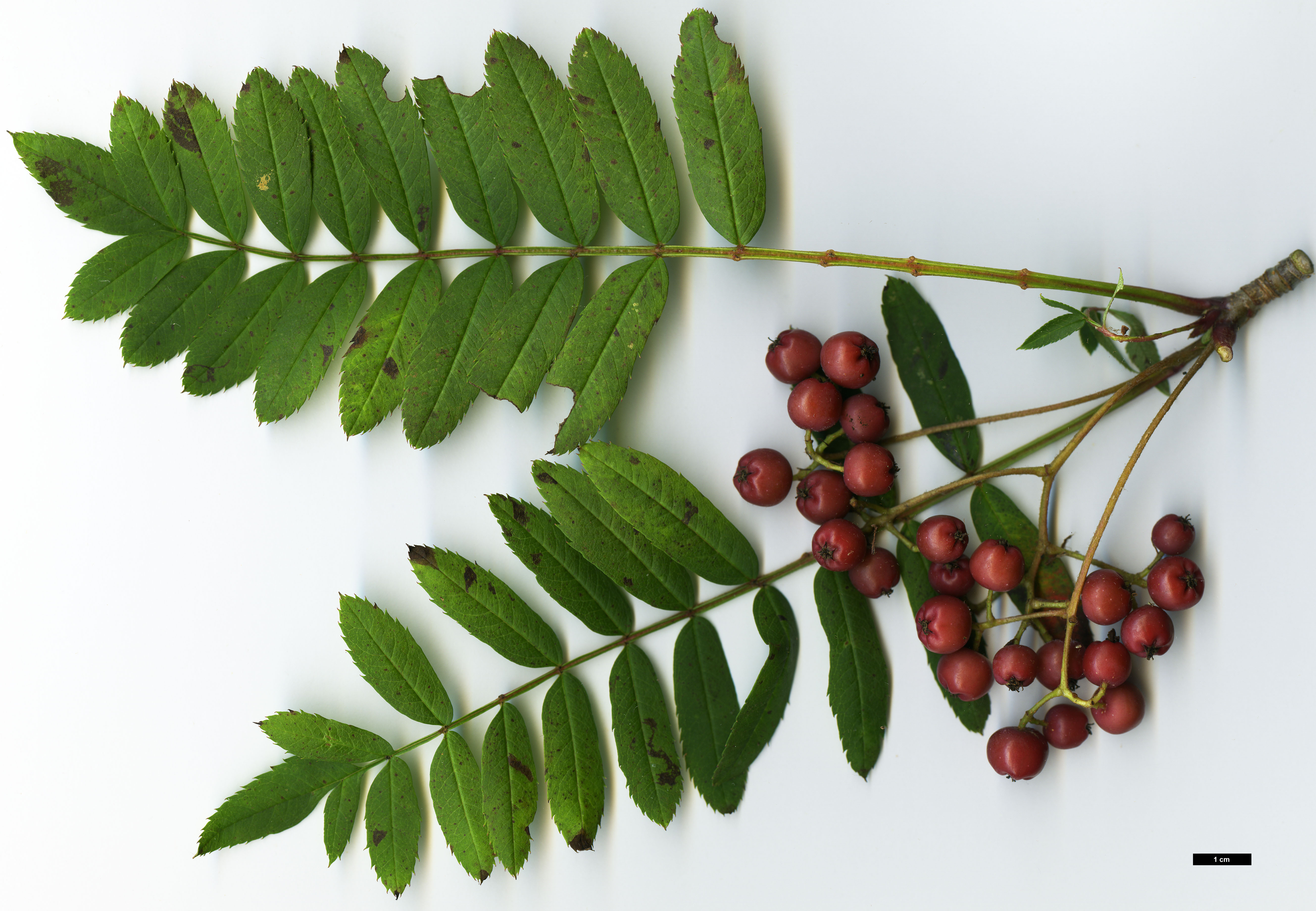 High resolution image: Family: Rosaceae - Genus: Sorbus - Taxon: bissetii