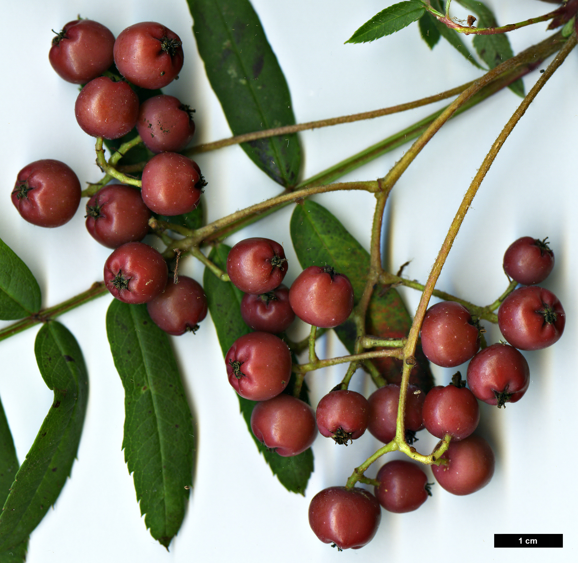 High resolution image: Family: Rosaceae - Genus: Sorbus - Taxon: bissetii