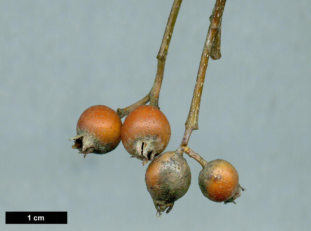 High resolution image: Family: Rosaceae - Genus: Sorbus - Taxon: bristoliensis