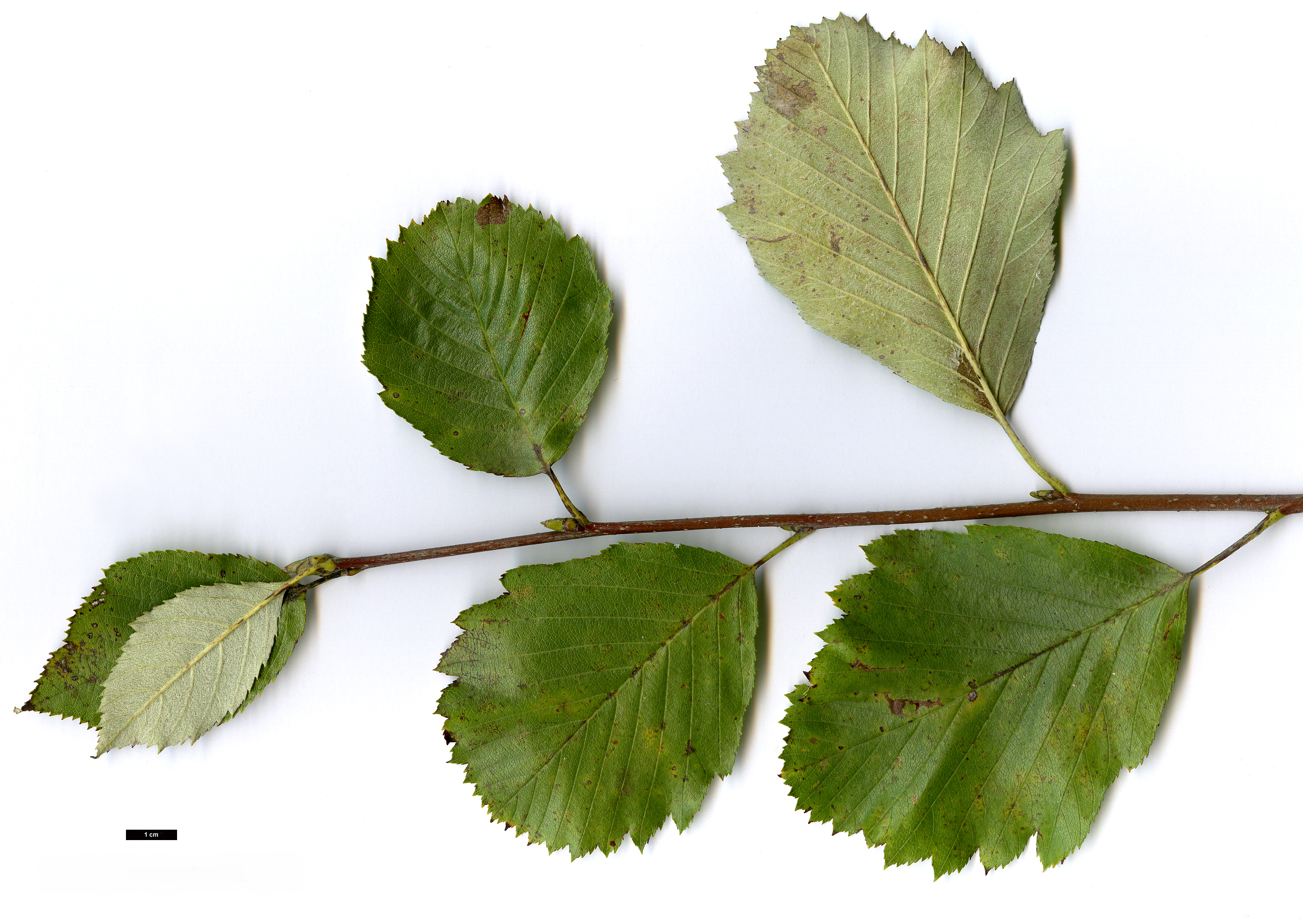 High resolution image: Family: Rosaceae - Genus: Sorbus - Taxon: bristoliensis