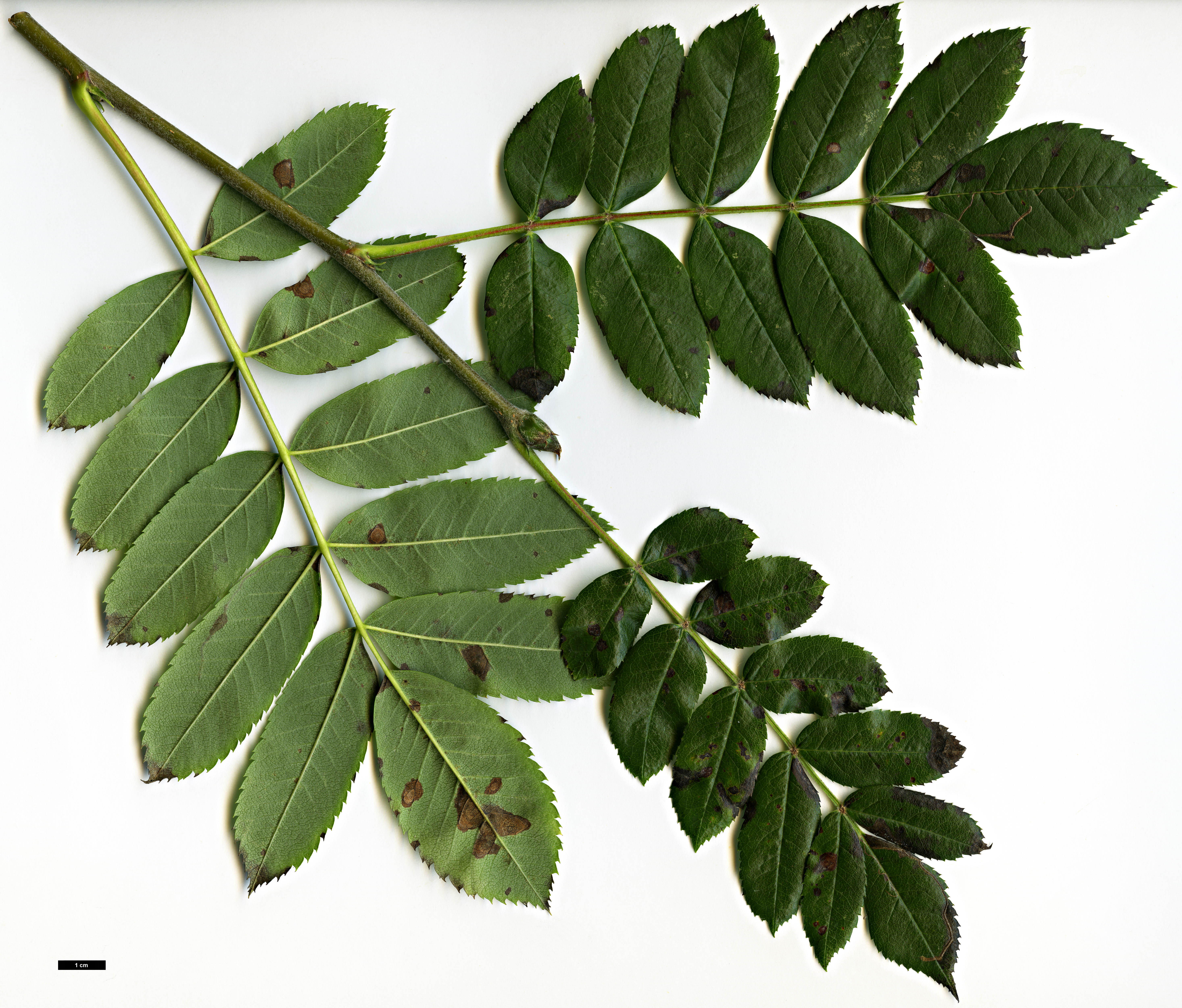 High resolution image: Family: Rosaceae - Genus: Sorbus - Taxon: californica
