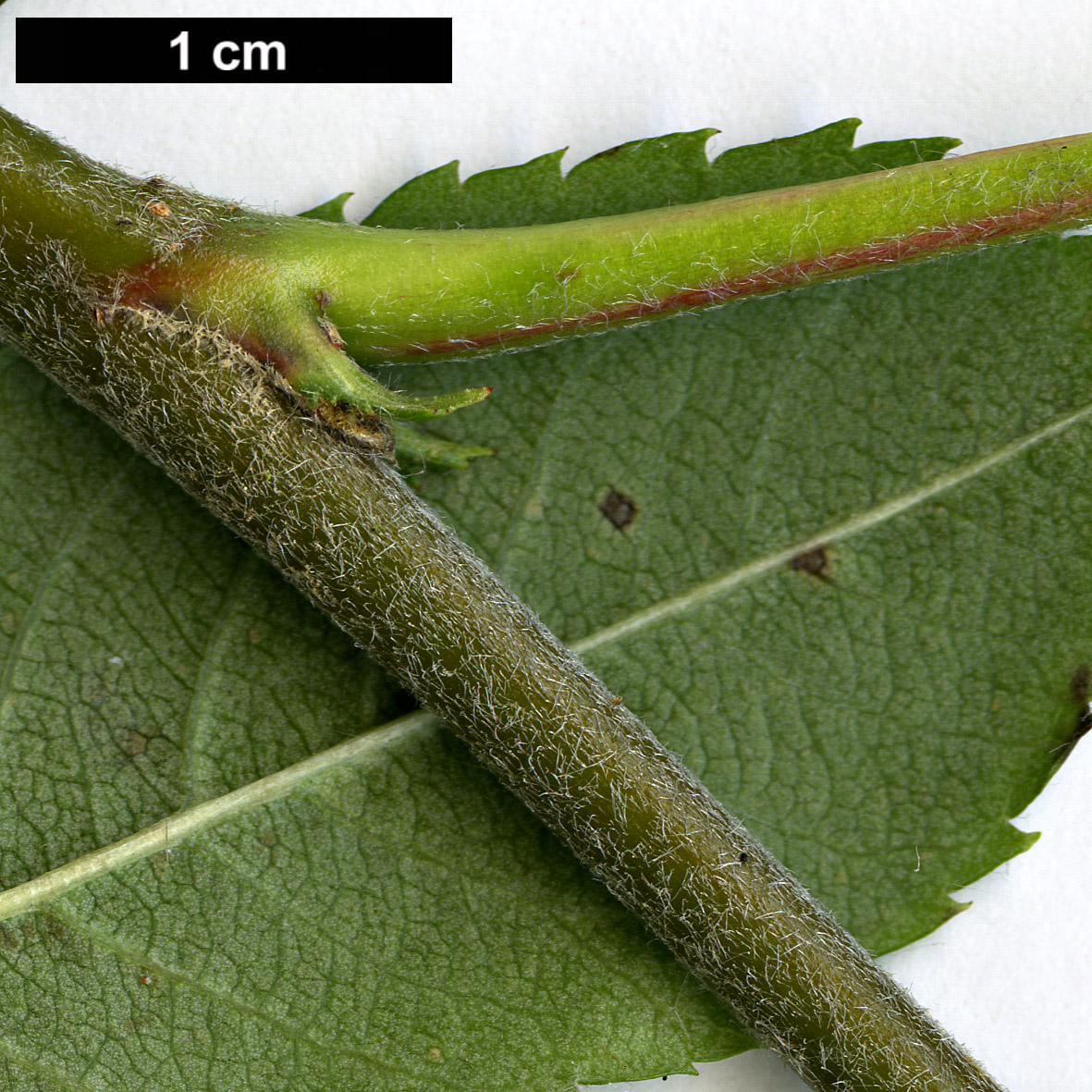 High resolution image: Family: Rosaceae - Genus: Sorbus - Taxon: californica