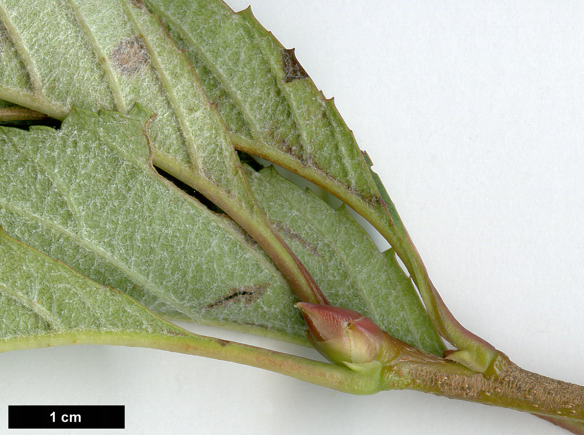 High resolution image: Family: Rosaceae - Genus: Sorbus - Taxon: caloneura