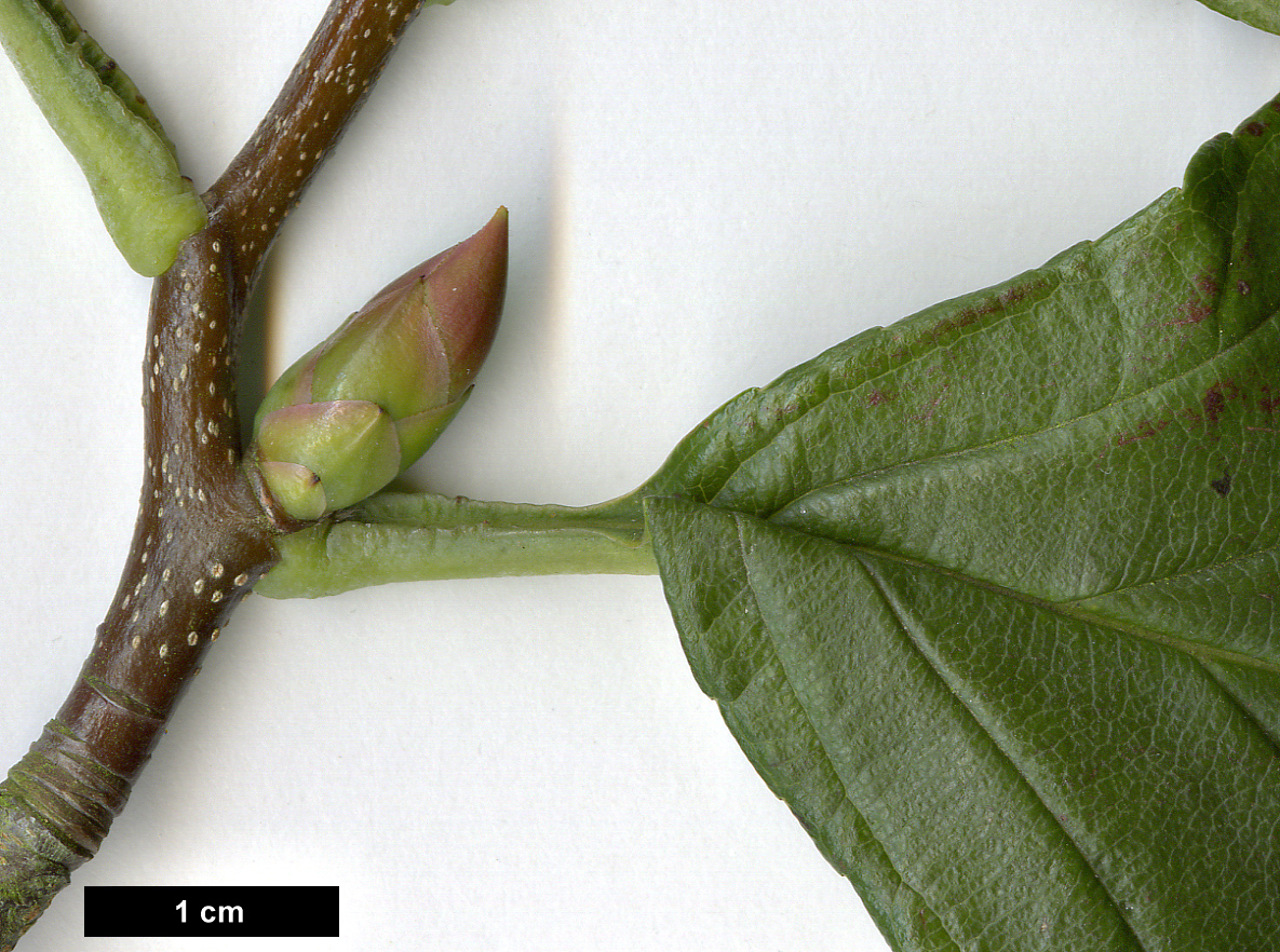 High resolution image: Family: Rosaceae - Genus: Sorbus - Taxon: caloneura