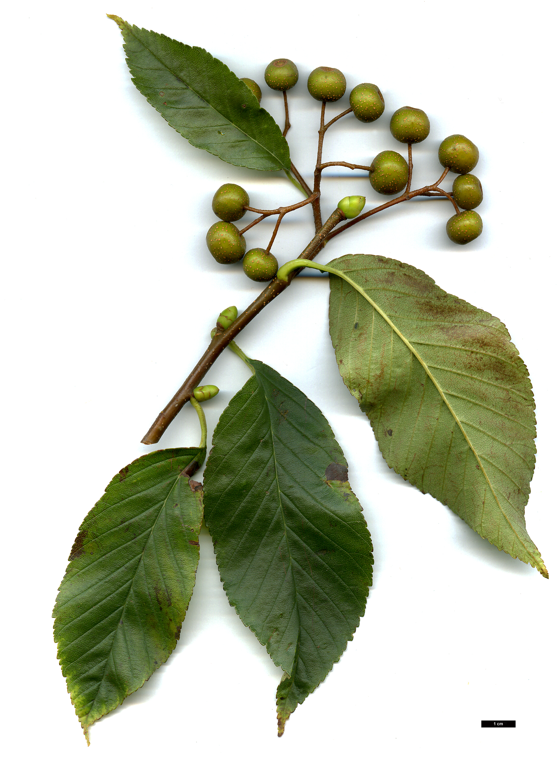 High resolution image: Family: Rosaceae - Genus: Sorbus - Taxon: caloneura