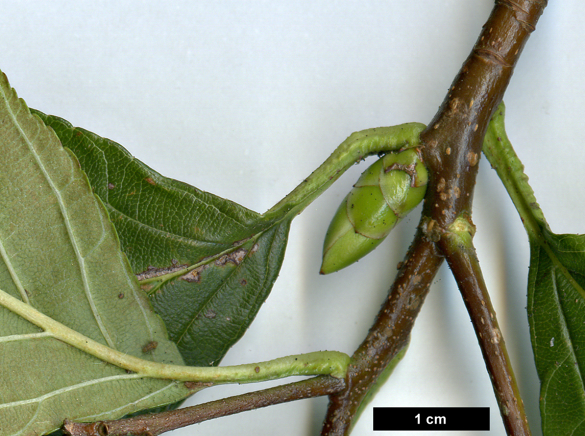 High resolution image: Family: Rosaceae - Genus: Sorbus - Taxon: caloneura