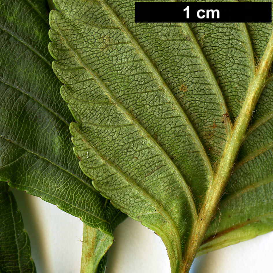 High resolution image: Family: Rosaceae - Genus: Sorbus - Taxon: caloneura