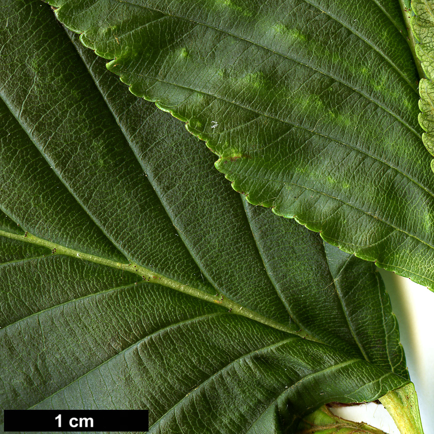 High resolution image: Family: Rosaceae - Genus: Sorbus - Taxon: caloneura