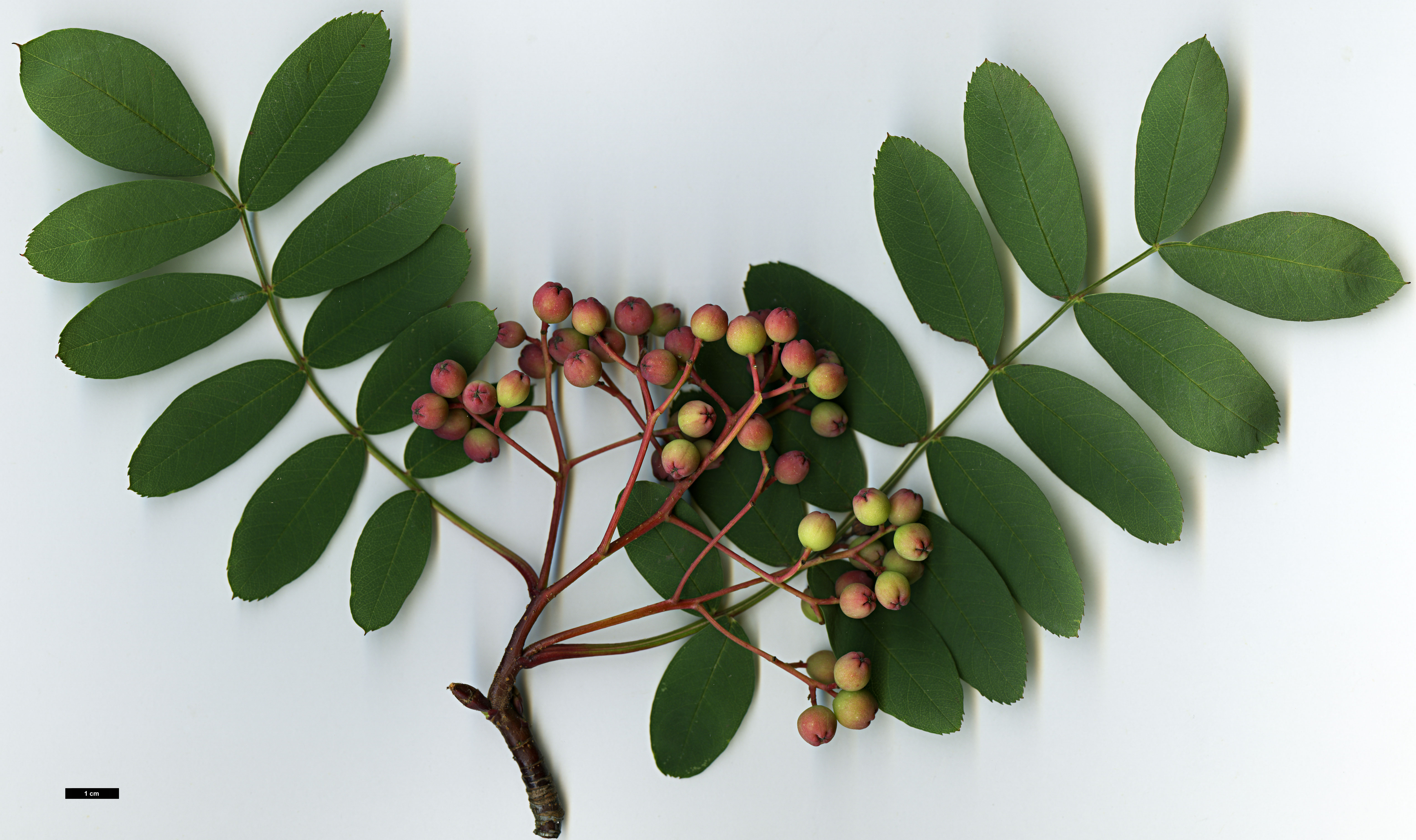 High resolution image: Family: Rosaceae - Genus: Sorbus - Taxon: carmesina High resolution image: Family: Rosaceae - Genus: Sorbus - Taxon: carmesina