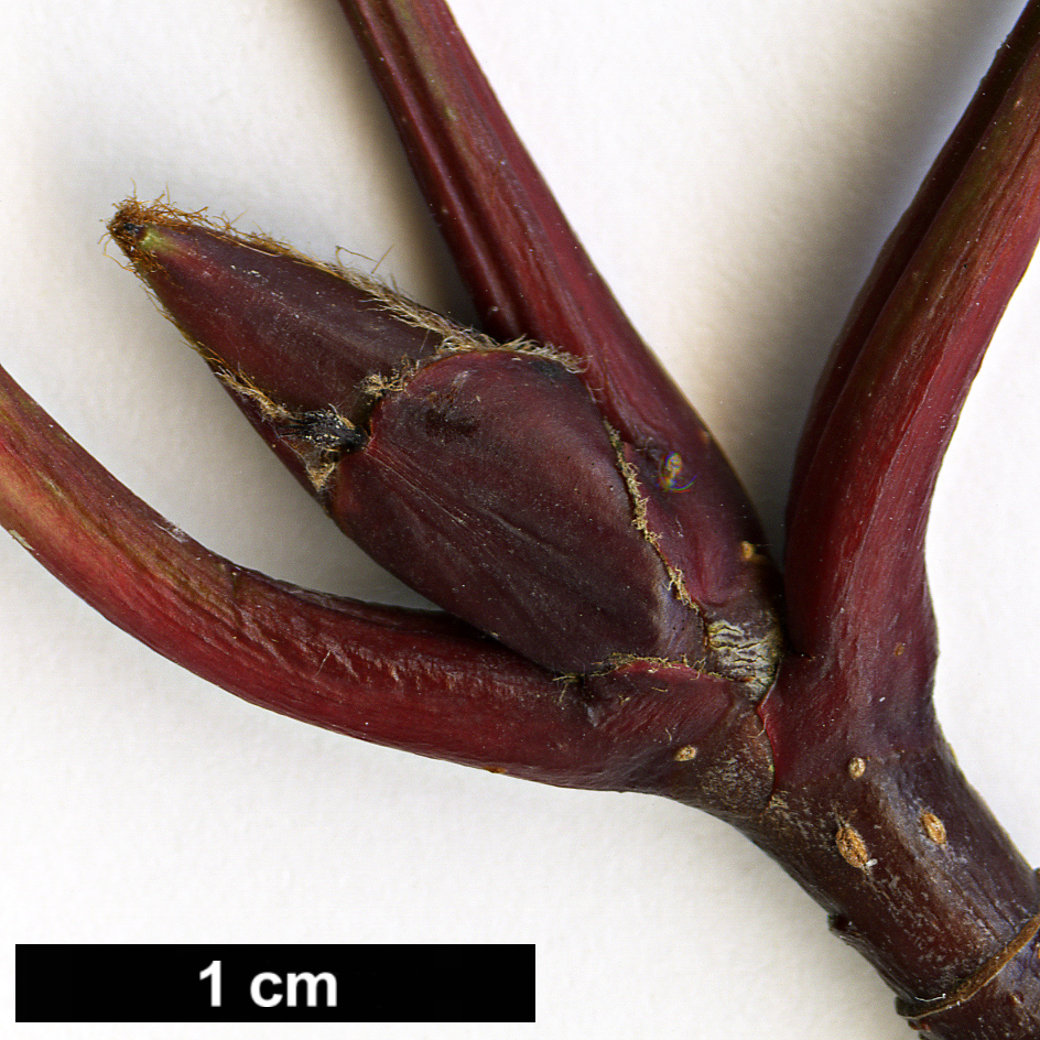 High resolution image: Family: Rosaceae - Genus: Sorbus - Taxon: carmesina High resolution image: Family: Rosaceae - Genus: Sorbus - Taxon: carmesina