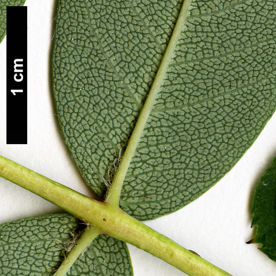 High resolution image: Family: Rosaceae - Genus: Sorbus - Taxon: carmesina High resolution image: Family: Rosaceae - Genus: Sorbus - Taxon: carmesina