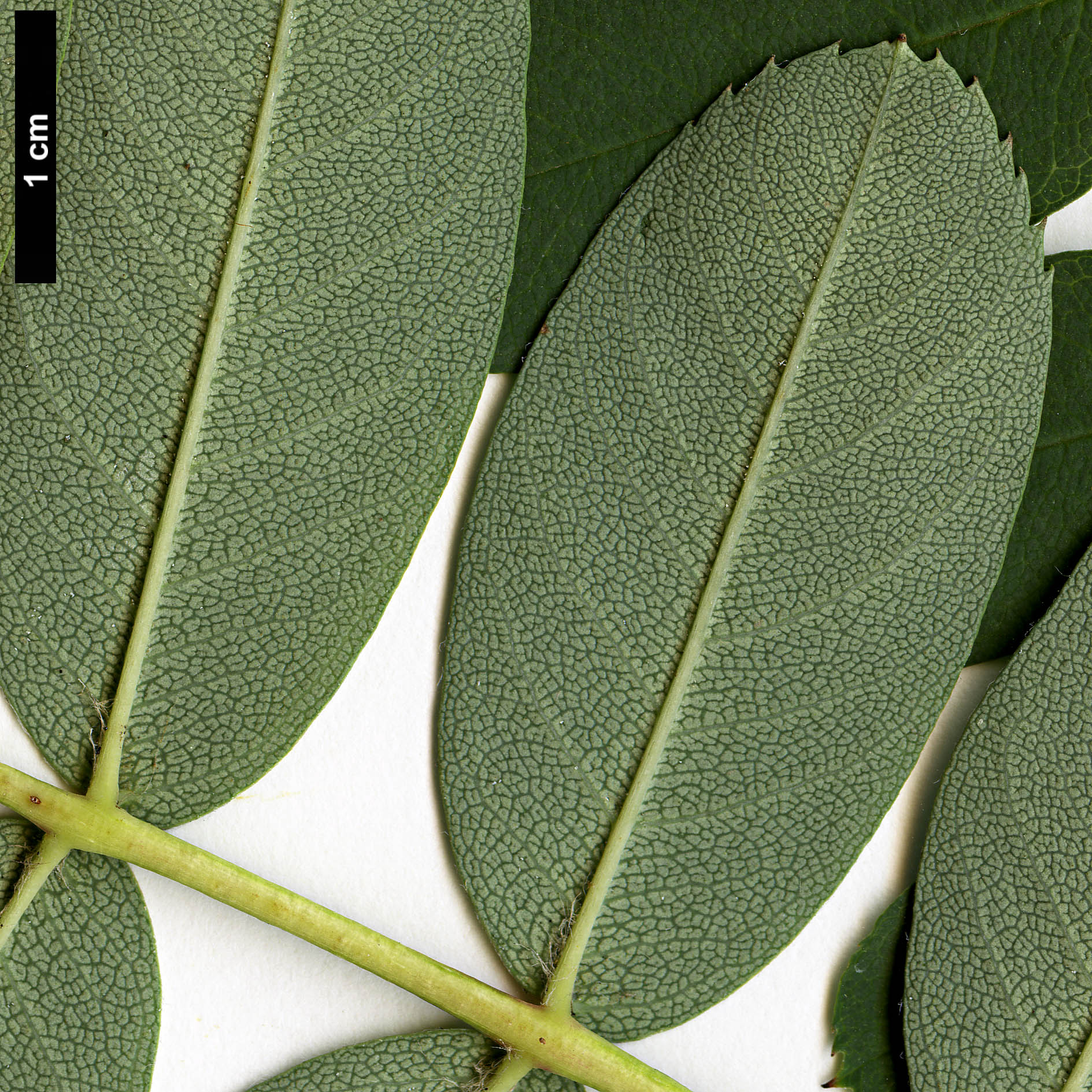 High resolution image: Family: Rosaceae - Genus: Sorbus - Taxon: carmesina High resolution image: Family: Rosaceae - Genus: Sorbus - Taxon: carmesina