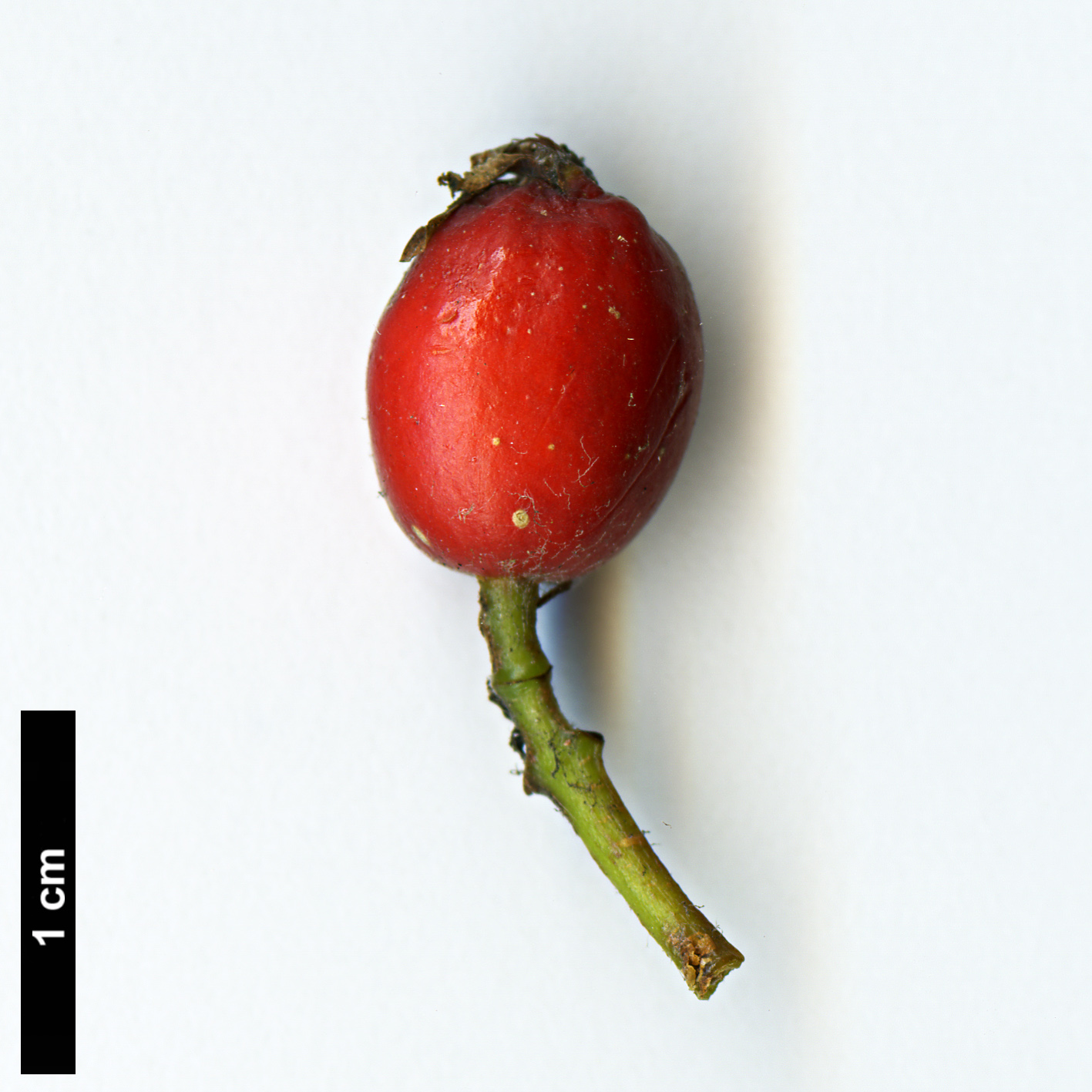 High resolution image: Family: Rosaceae - Genus: Sorbus - Taxon: chamaemespilus