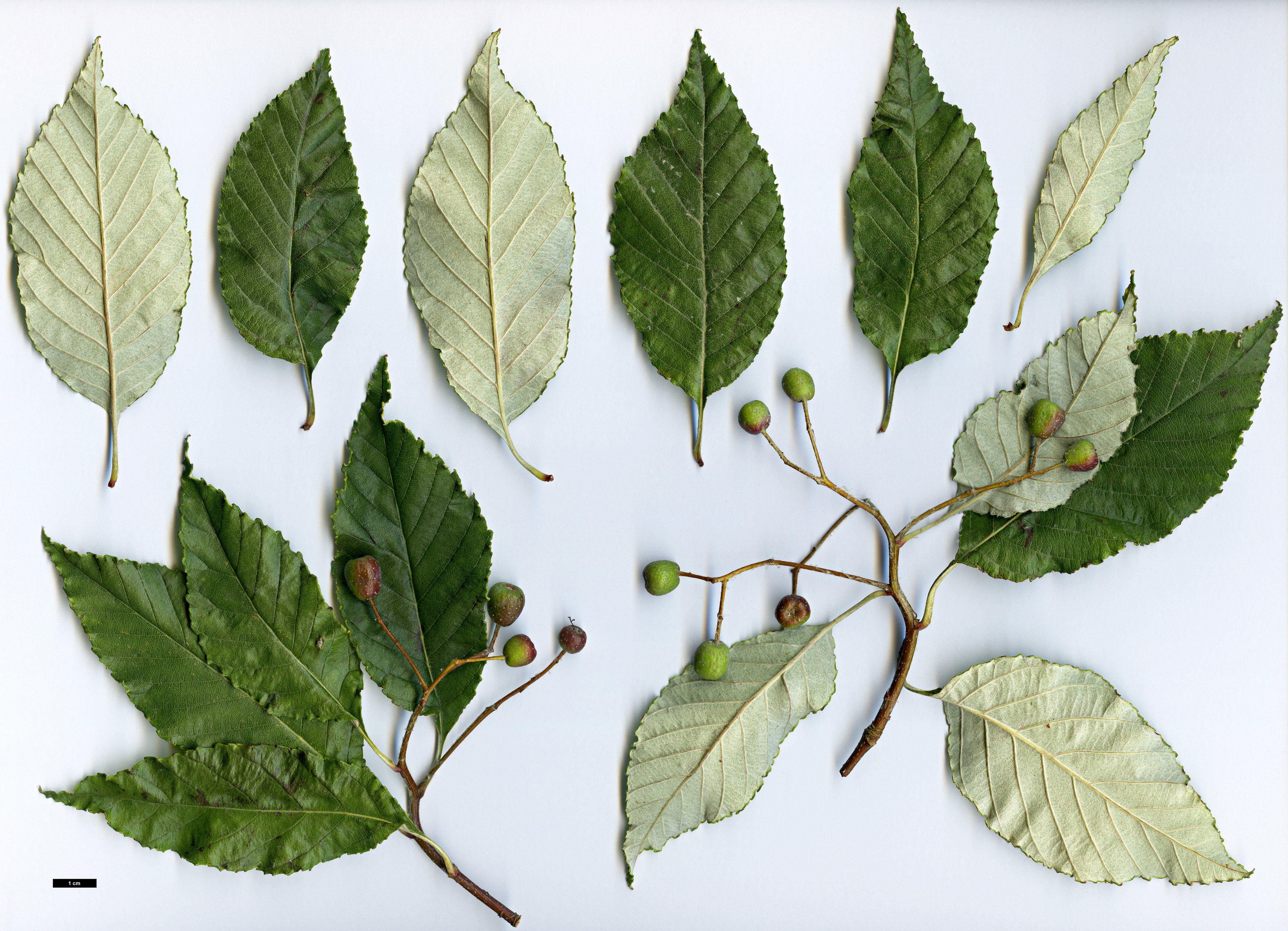 High resolution image: Family: Rosaceae - Genus: Sorbus - Taxon: chengii