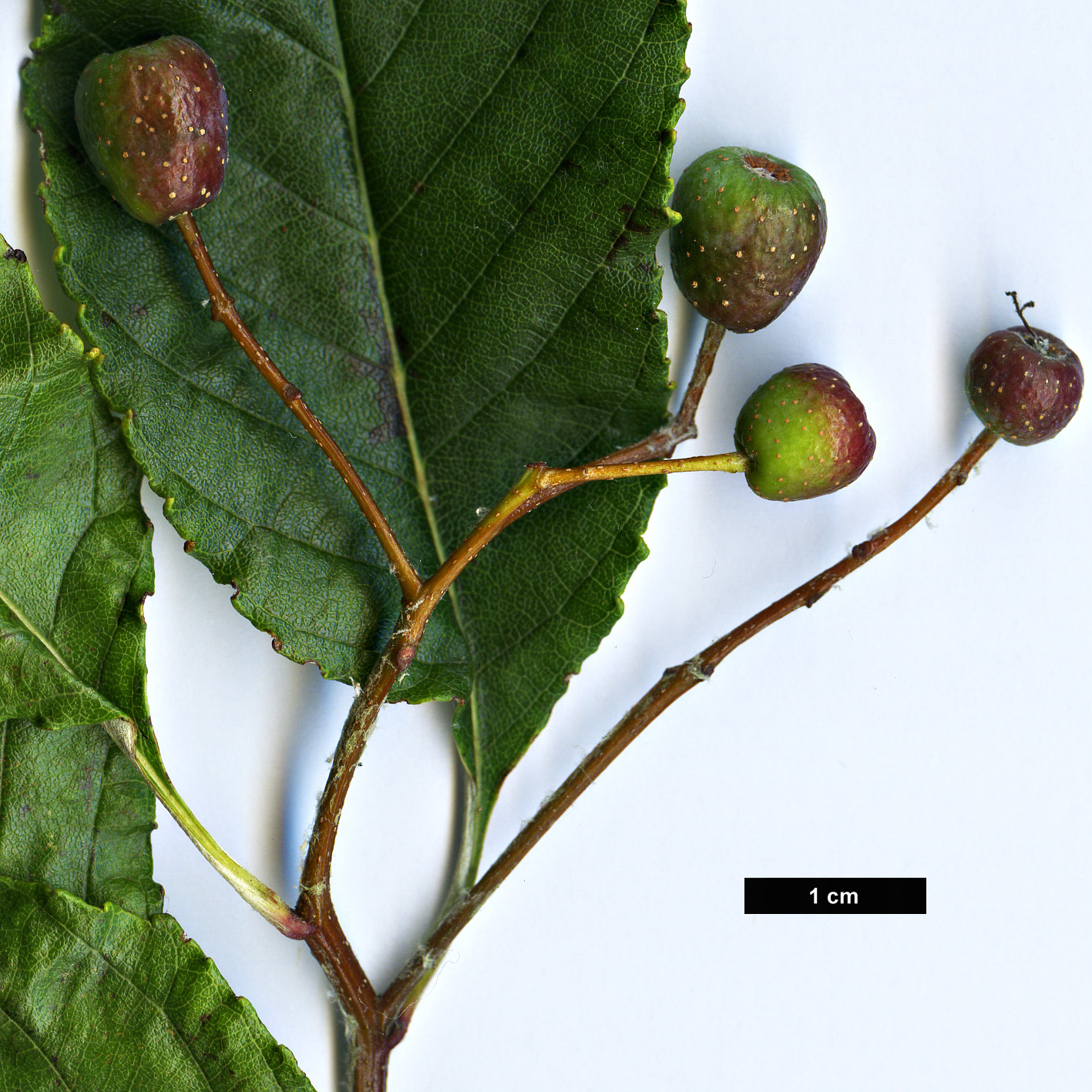 High resolution image: Family: Rosaceae - Genus: Sorbus - Taxon: chengii