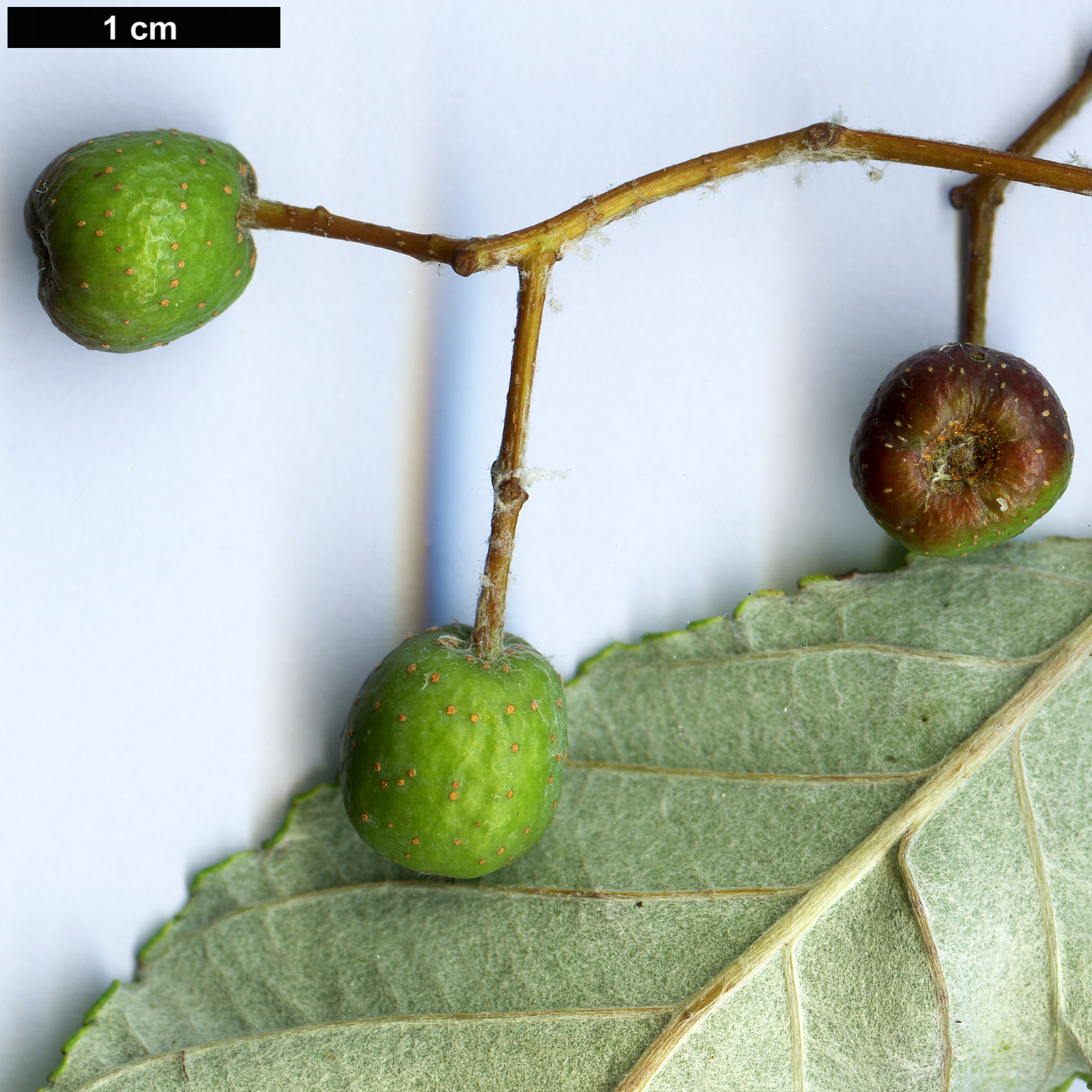 High resolution image: Family: Rosaceae - Genus: Sorbus - Taxon: chengii