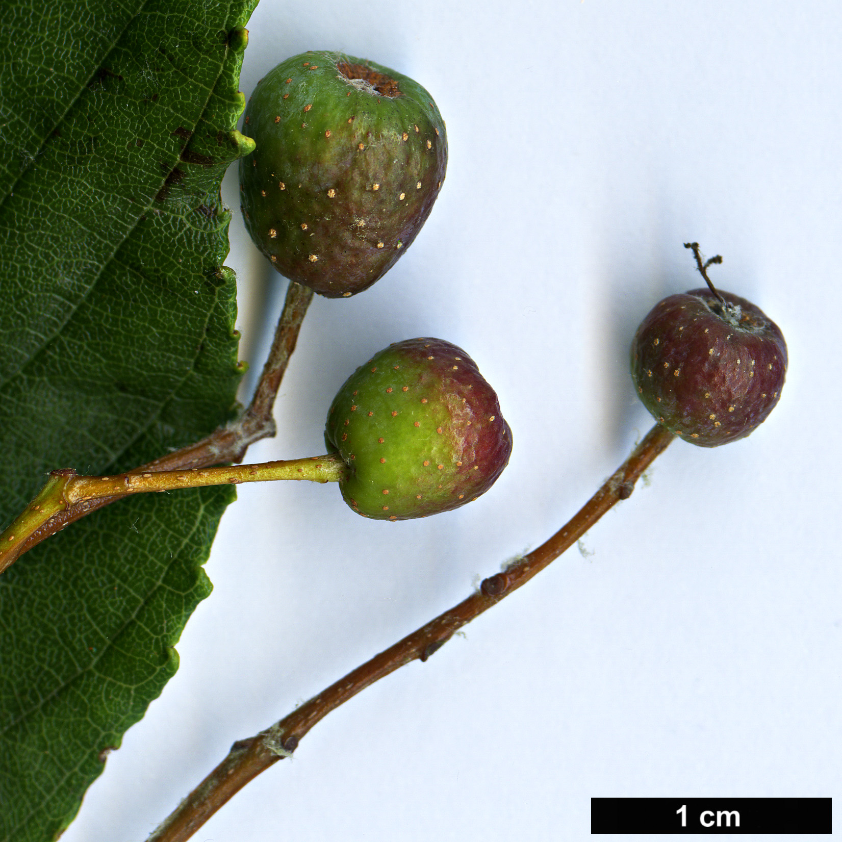 High resolution image: Family: Rosaceae - Genus: Sorbus - Taxon: chengii