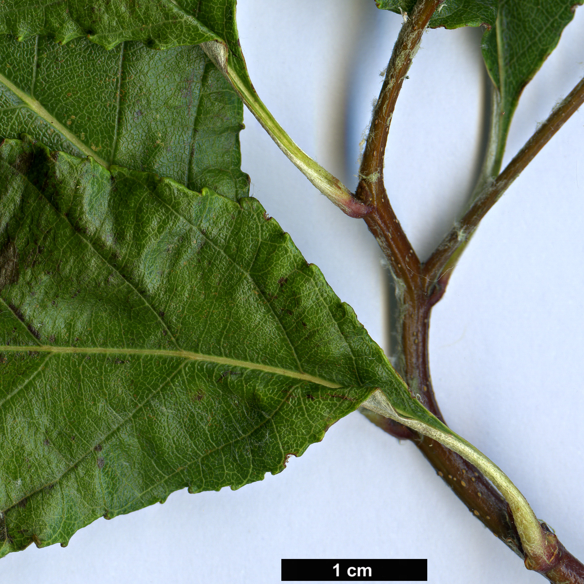 High resolution image: Family: Rosaceae - Genus: Sorbus - Taxon: chengii