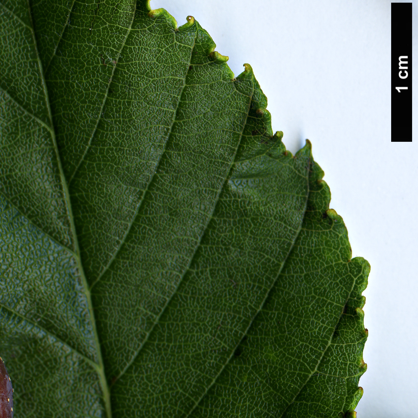 High resolution image: Family: Rosaceae - Genus: Sorbus - Taxon: chengii