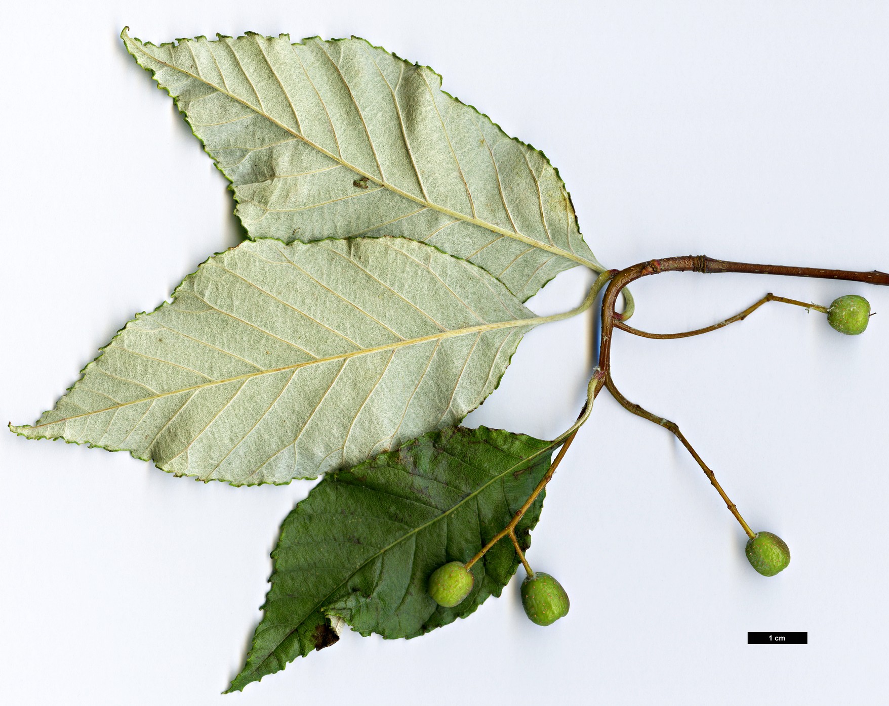 High resolution image: Family: Rosaceae - Genus: Sorbus - Taxon: chengii