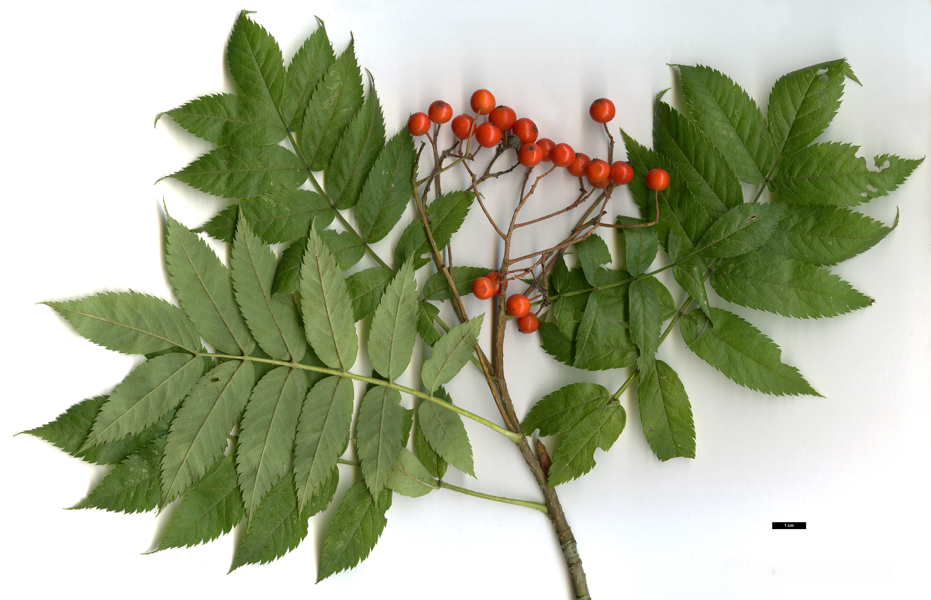 High resolution image: Family: Rosaceae - Genus: Sorbus - Taxon: commixta - SpeciesSub: 'Embley'