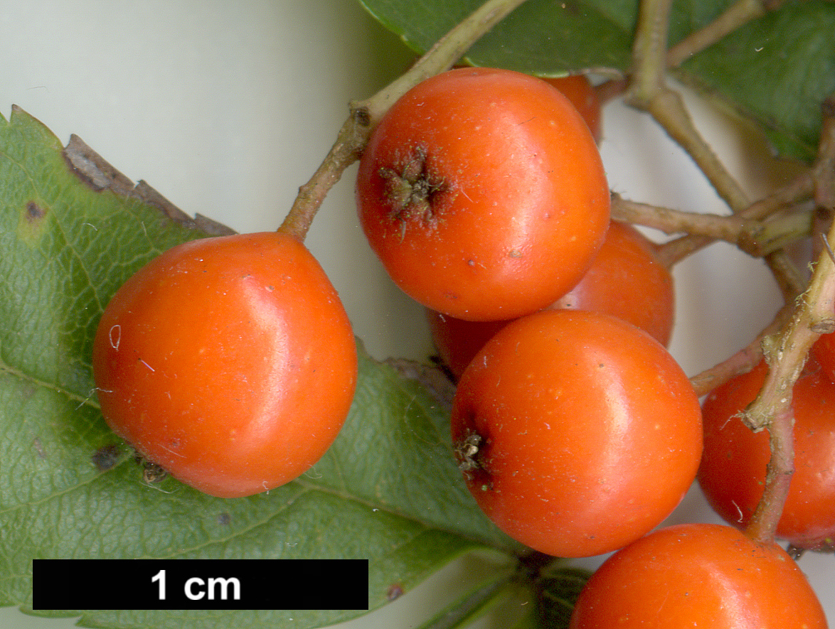 High resolution image: Family: Rosaceae - Genus: Sorbus - Taxon: commixta