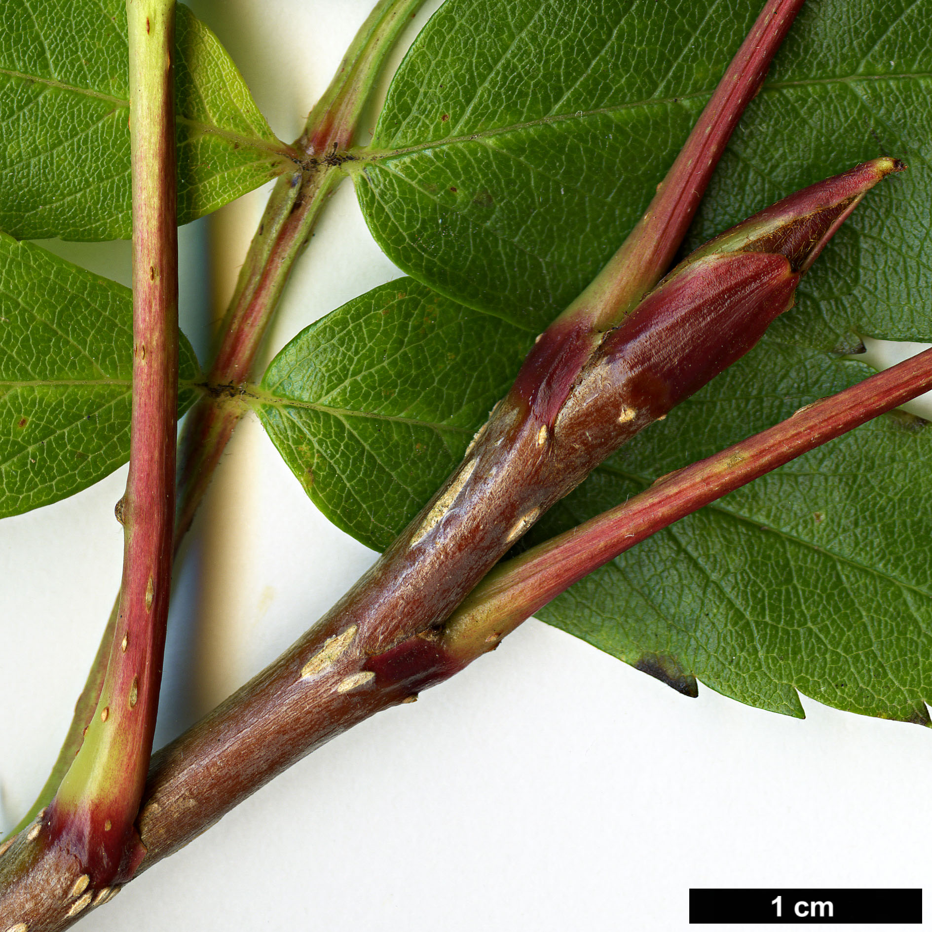 High resolution image: Family: Rosaceae - Genus: Sorbus - Taxon: commixta