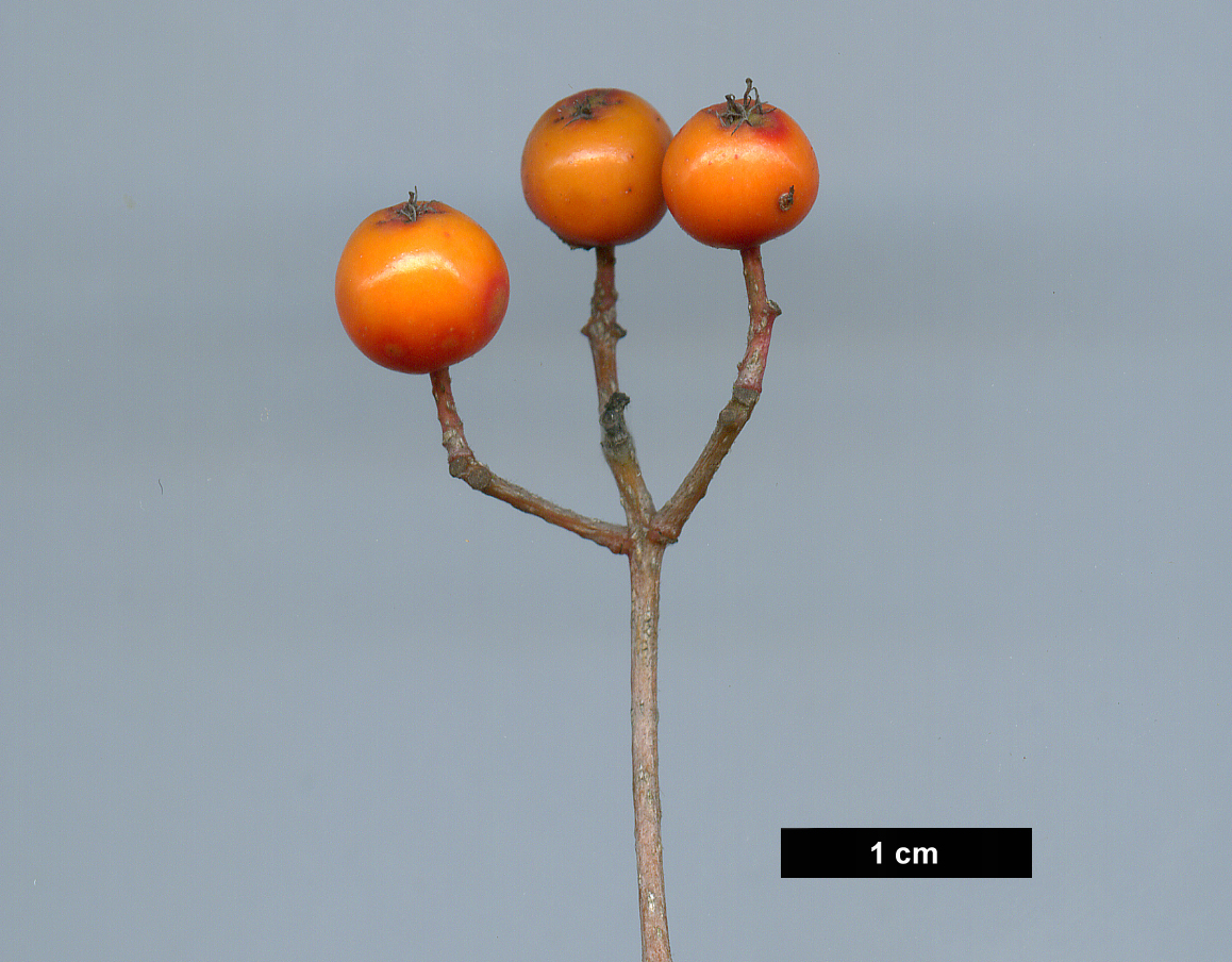 High resolution image: Family: Rosaceae - Genus: Sorbus - Taxon: commixta