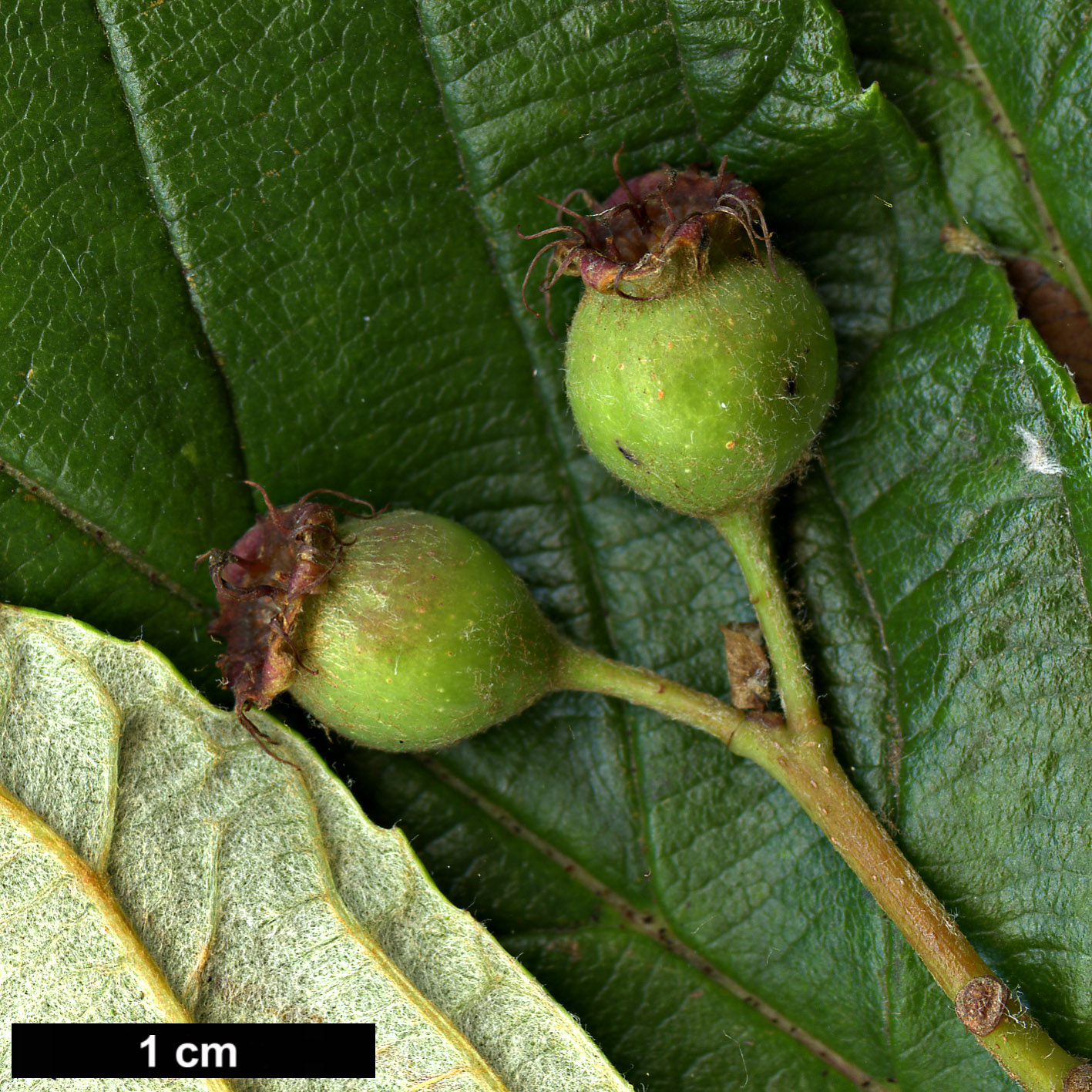 High resolution image: Family: Rosaceae - Genus: Sorbus - Taxon: coronata High resolution image: Family: Rosaceae - Genus: Sorbus - Taxon: coronata