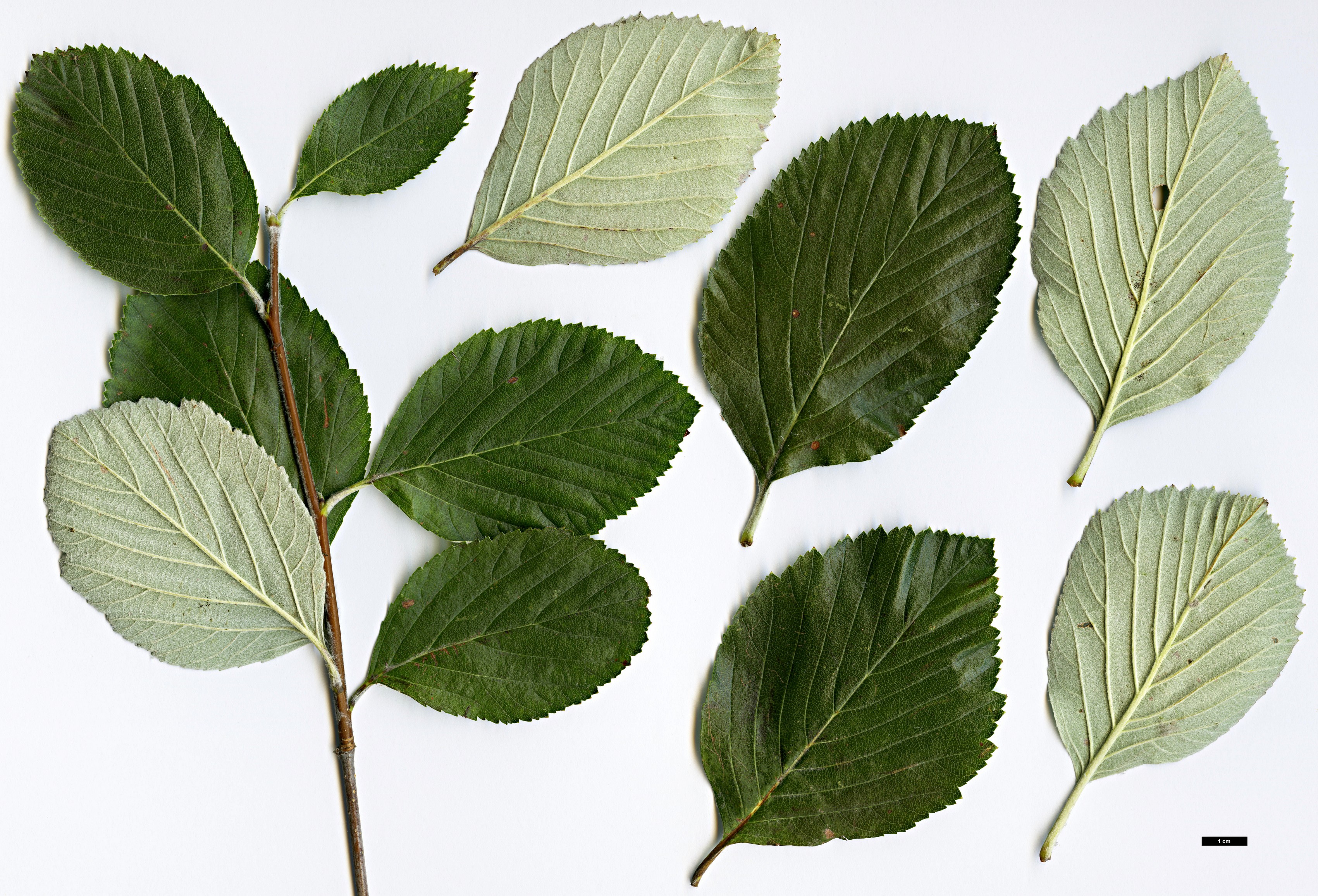 High resolution image: Family: Rosaceae - Genus: Sorbus - Taxon: danubialis