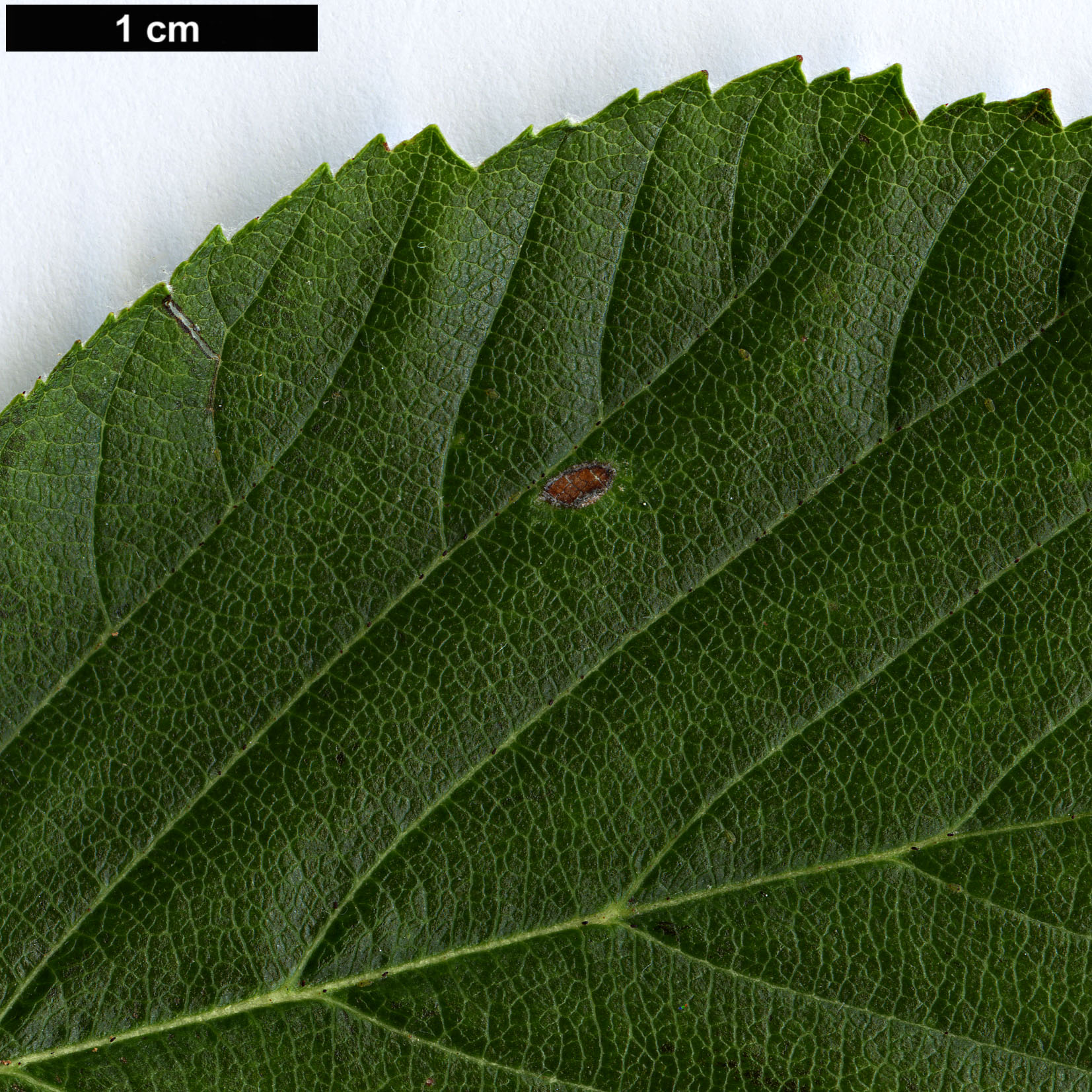 High resolution image: Family: Rosaceae - Genus: Sorbus - Taxon: danubialis