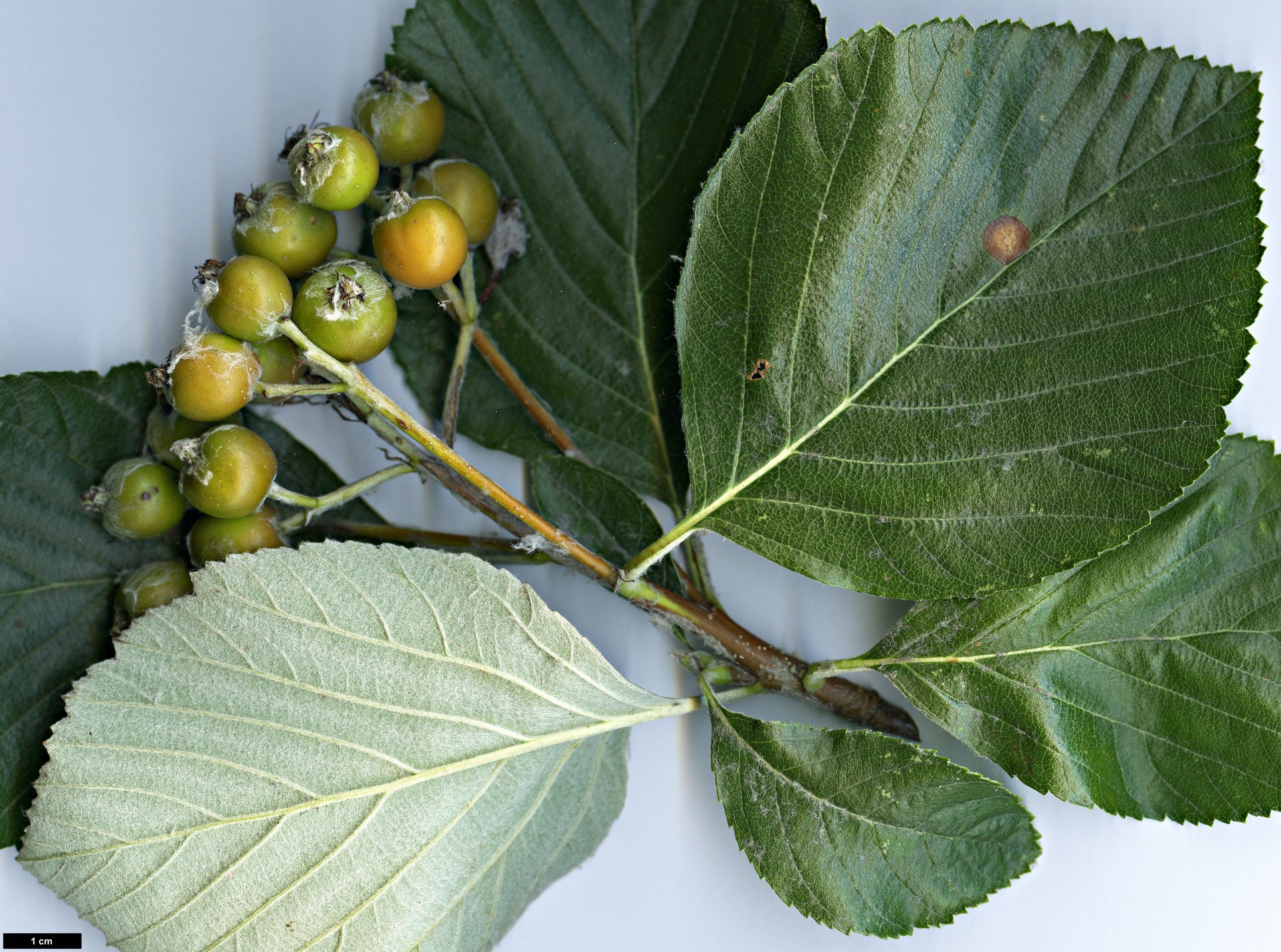 High resolution image: Family: Rosaceae - Genus: Sorbus - Taxon: danubialis