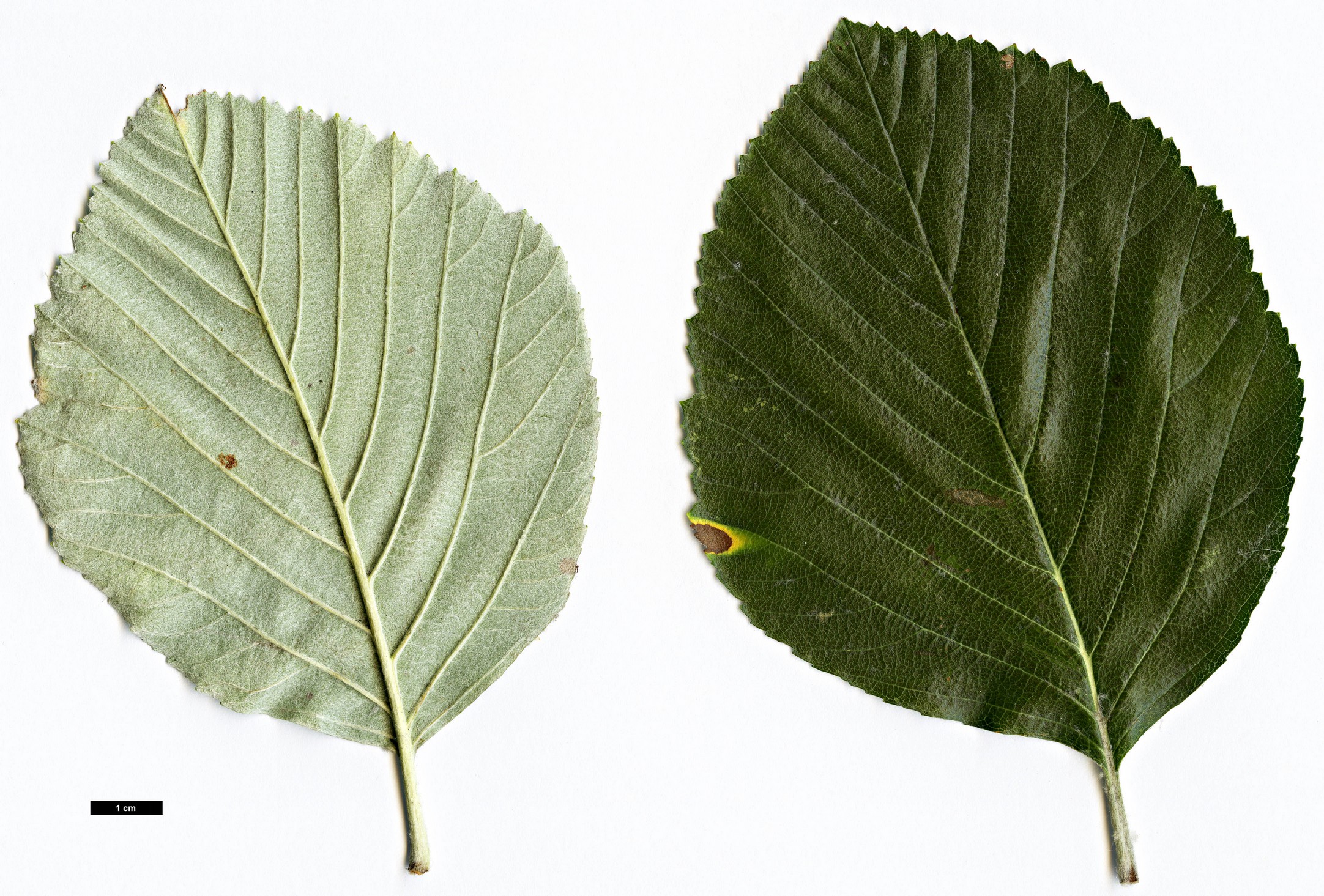 High resolution image: Family: Rosaceae - Genus: Sorbus - Taxon: danubialis