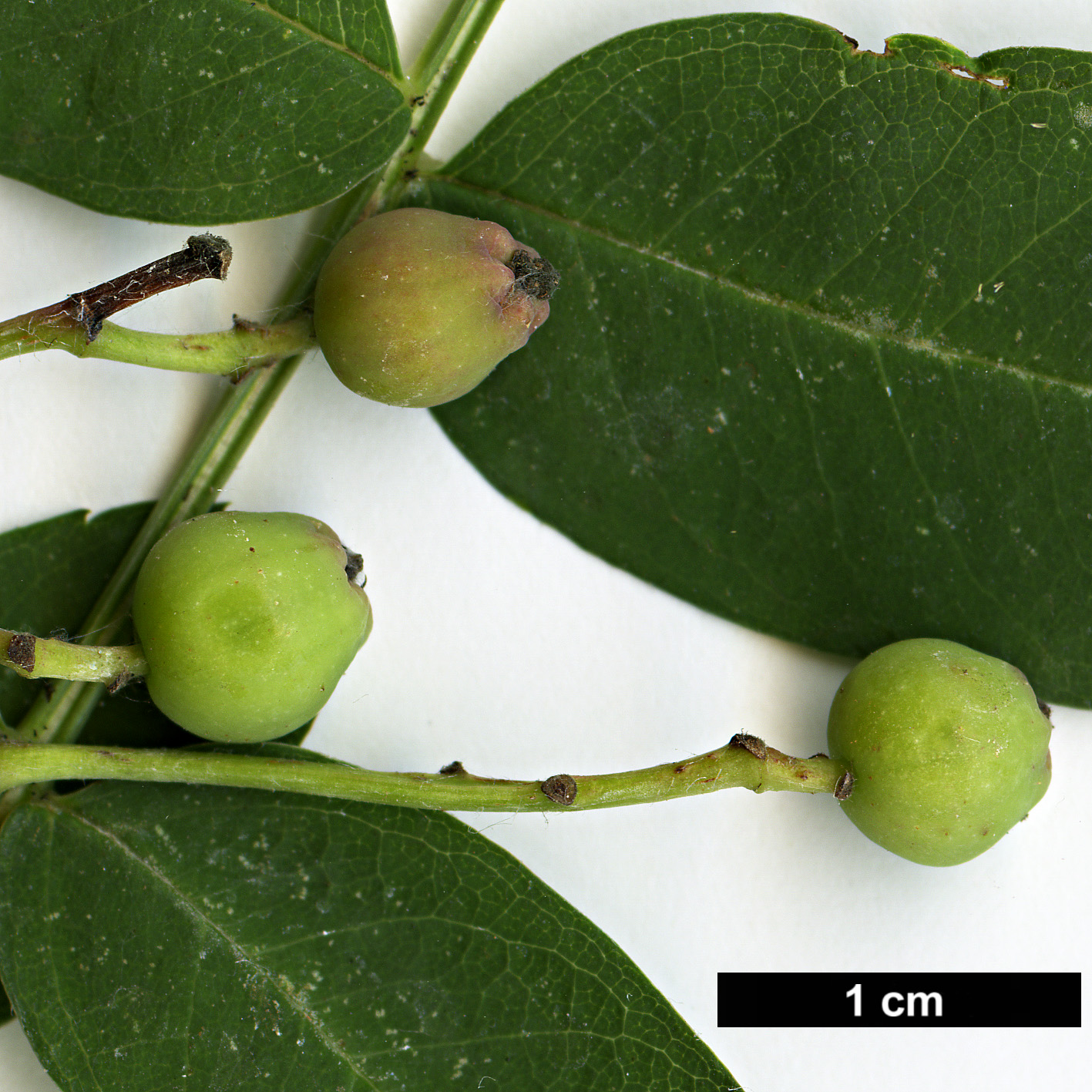 High resolution image: Family: Rosaceae - Genus: Sorbus - Taxon: discolor