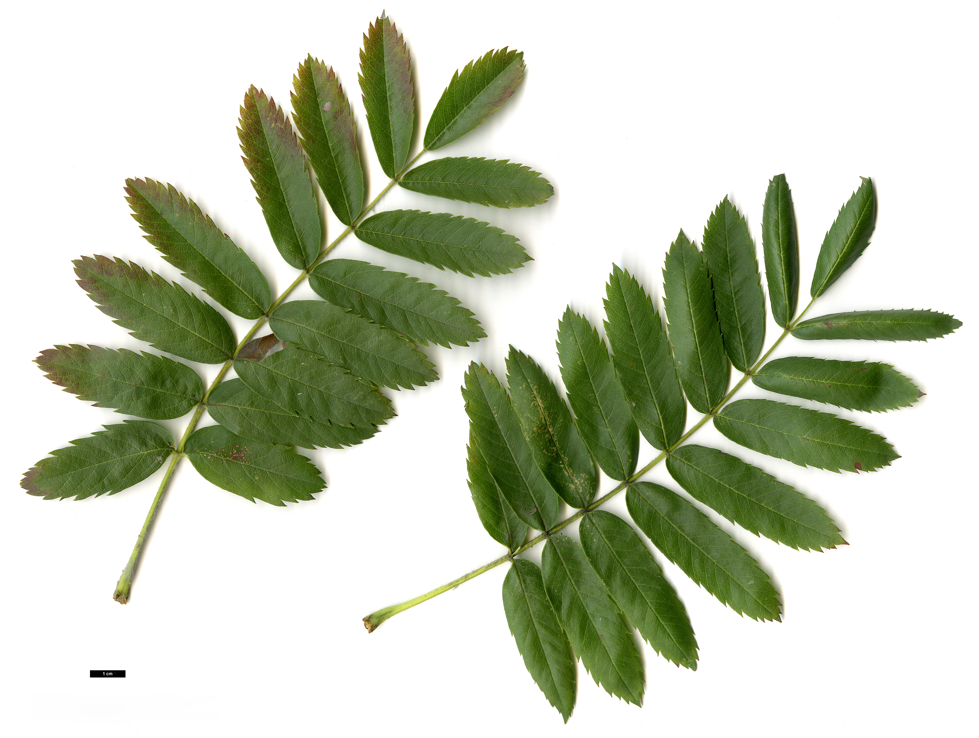 High resolution image: Family: Rosaceae - Genus: Sorbus - Taxon: domestica High resolution image: Family: Rosaceae - Genus: Sorbus - Taxon: domestica