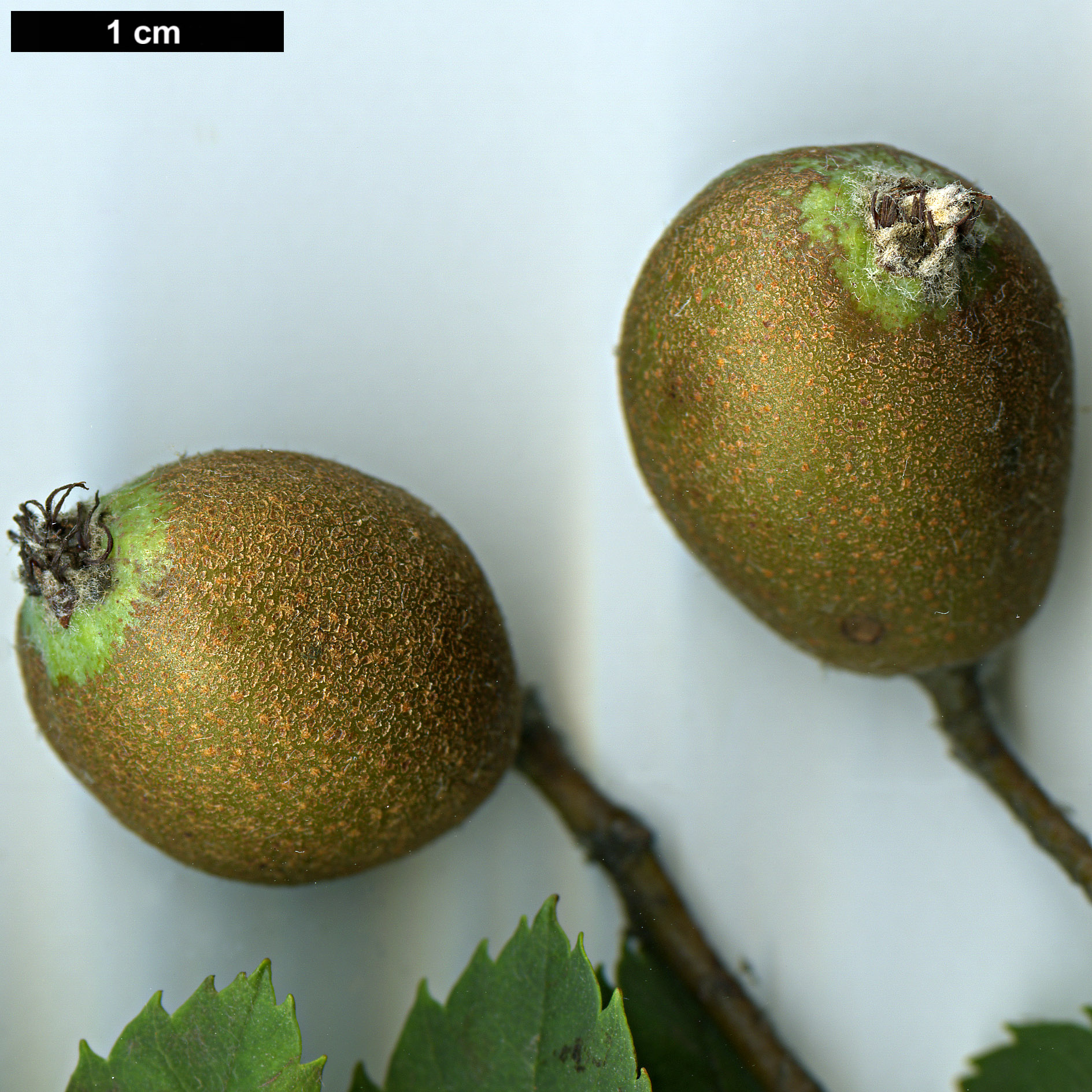 High resolution image: Family: Rosaceae - Genus: Sorbus - Taxon: domestica High resolution image: Family: Rosaceae - Genus: Sorbus - Taxon: domestica