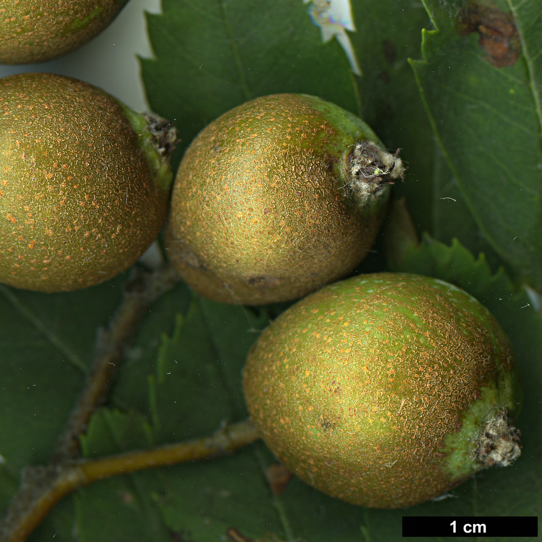 High resolution image: Family: Rosaceae - Genus: Sorbus - Taxon: domestica High resolution image: Family: Rosaceae - Genus: Sorbus - Taxon: domestica